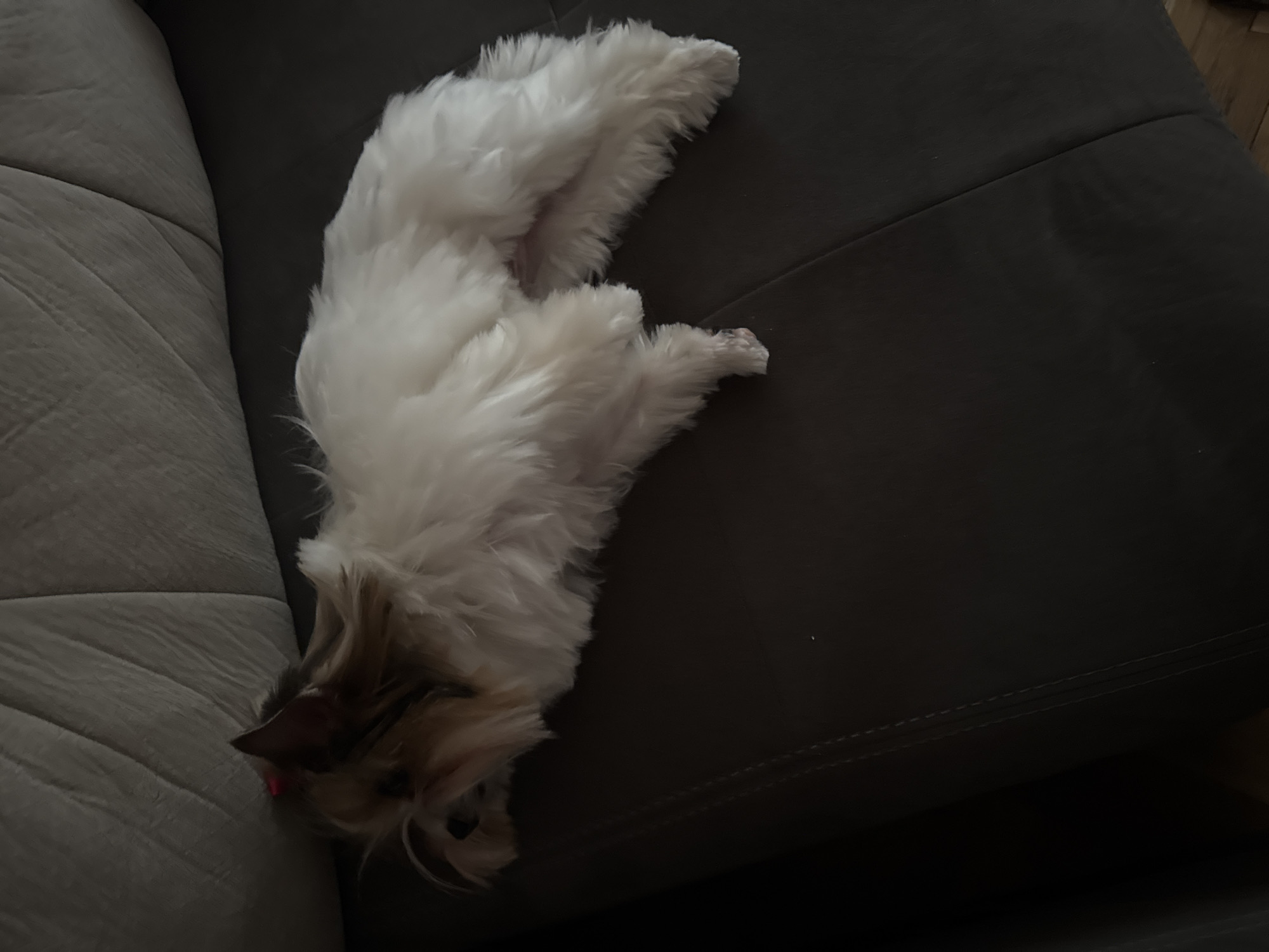 A long-haired, small dog with white and tan fur is lying on a dark grey couch. The dog's head is resting on a lighter grey cushion. The body is stretched out along the length of the couch, with the tail end curled upwards. The photo was taken indoors. The location is not discernible based on visual information alone.
