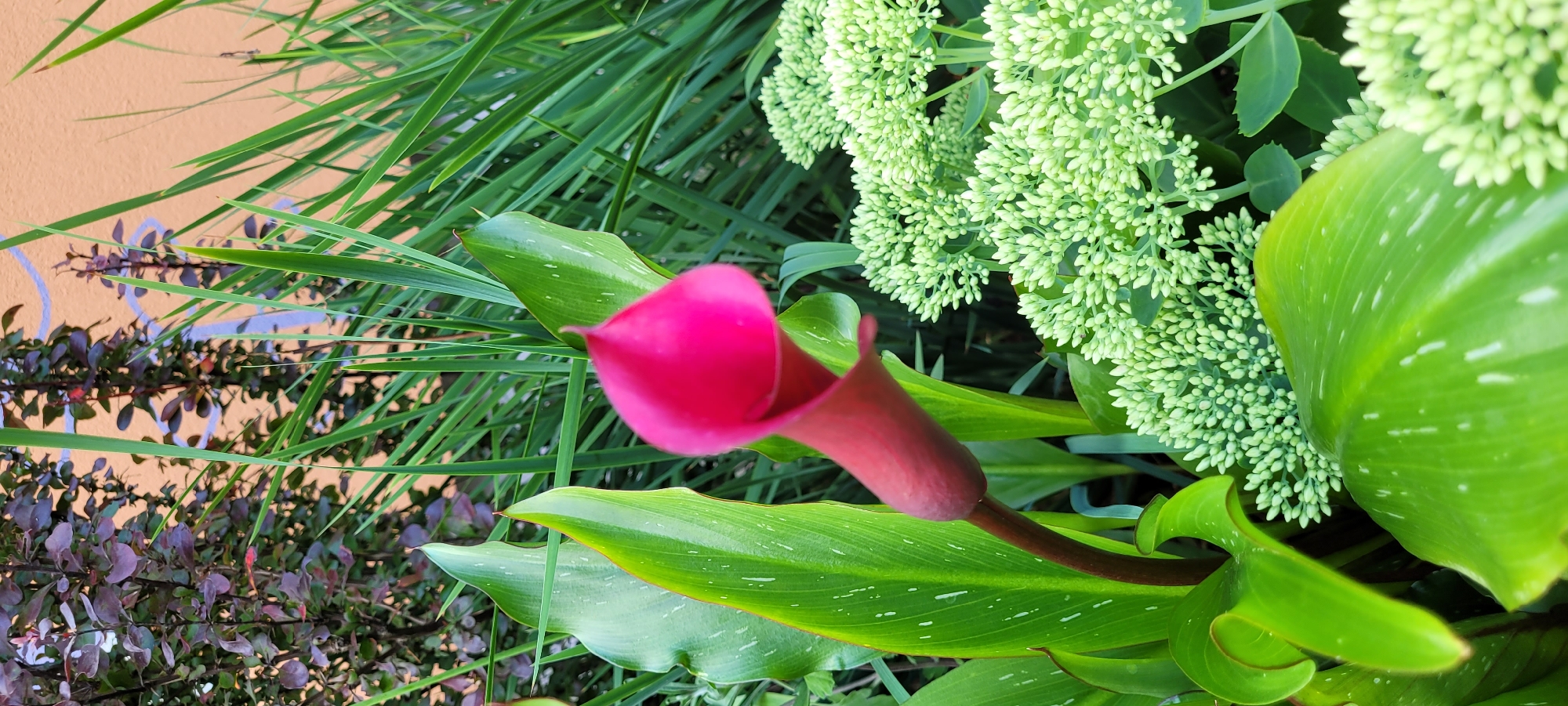 A close-up, eye-level shot showcases a vibrant pink Calla lily blooming amidst lush greenery. The Calla lily's trumpet-shaped flower, with its glossy, deep pink hue, dominates the left side of the frame, its stem a rich, dark green. Large, waxy leaves with subtle white speckles surround the flower, their edges tinged with a reddish-brown. To the right, clusters of small, pale green buds, likely from a sedum plant, create a textured backdrop. In the background, tall, slender green grass blades reach upwards, interspersed with the dark purple foliage of a bush. The wall of a building, painted a warm, peachy-orange with a faint white swirled design, forms the furthest background element. The scene is set in an outdoor garden, likely in Riga, Latvia, given the context. No people or animals are present.