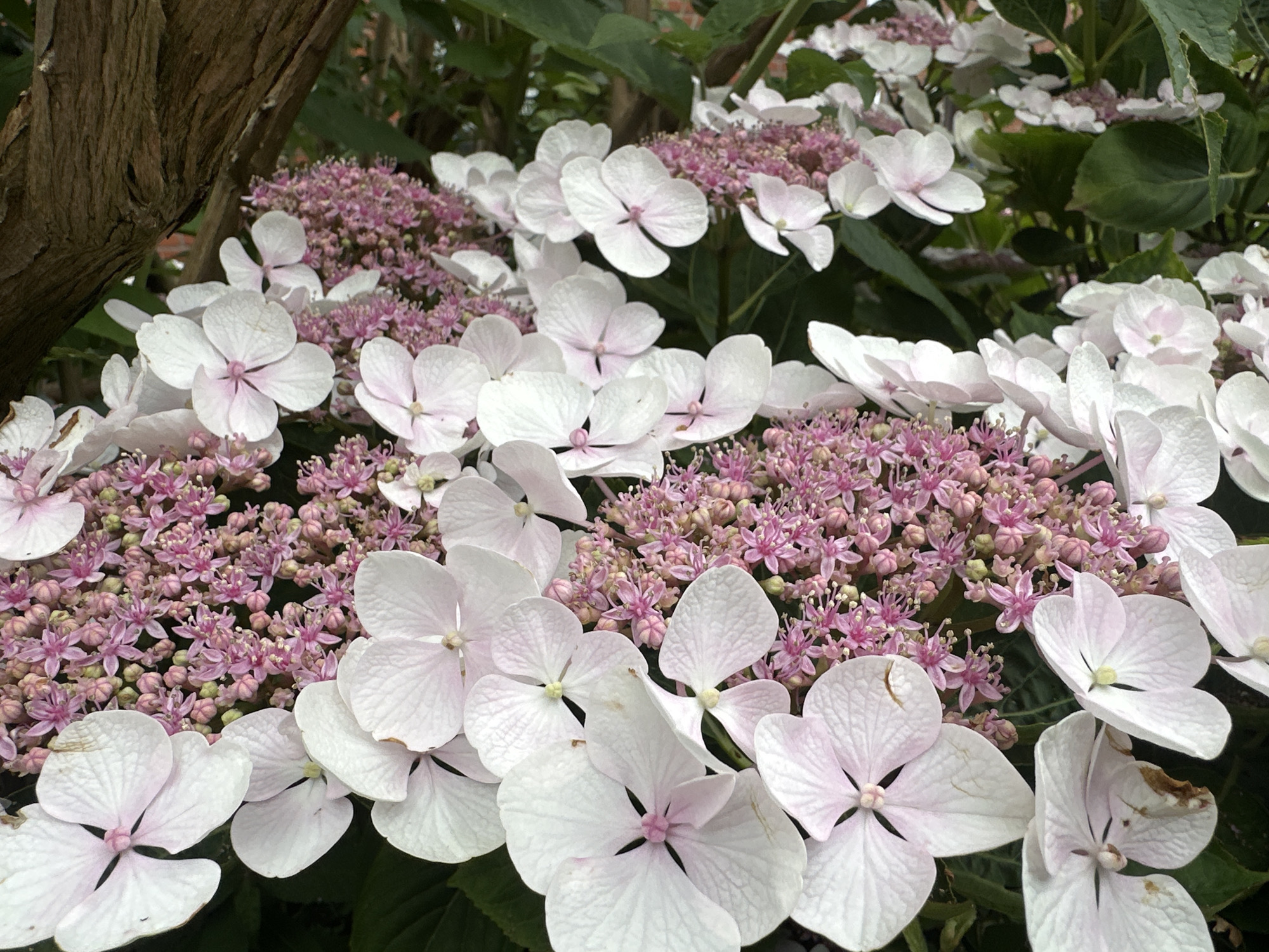The image shows a close-up of a flowering plant, likely a hydrangea, with clusters of small pink flowers surrounded by larger, pale pink or white petals. The petals have visible veining and a slightly textured surface. Some of the petals appear slightly wilted or discolored. In the background, there are green leaves and a portion of a woody trunk. The lighting suggests an outdoor setting, possibly in a garden. The image was taken in Rhenoy, Netherlands.
