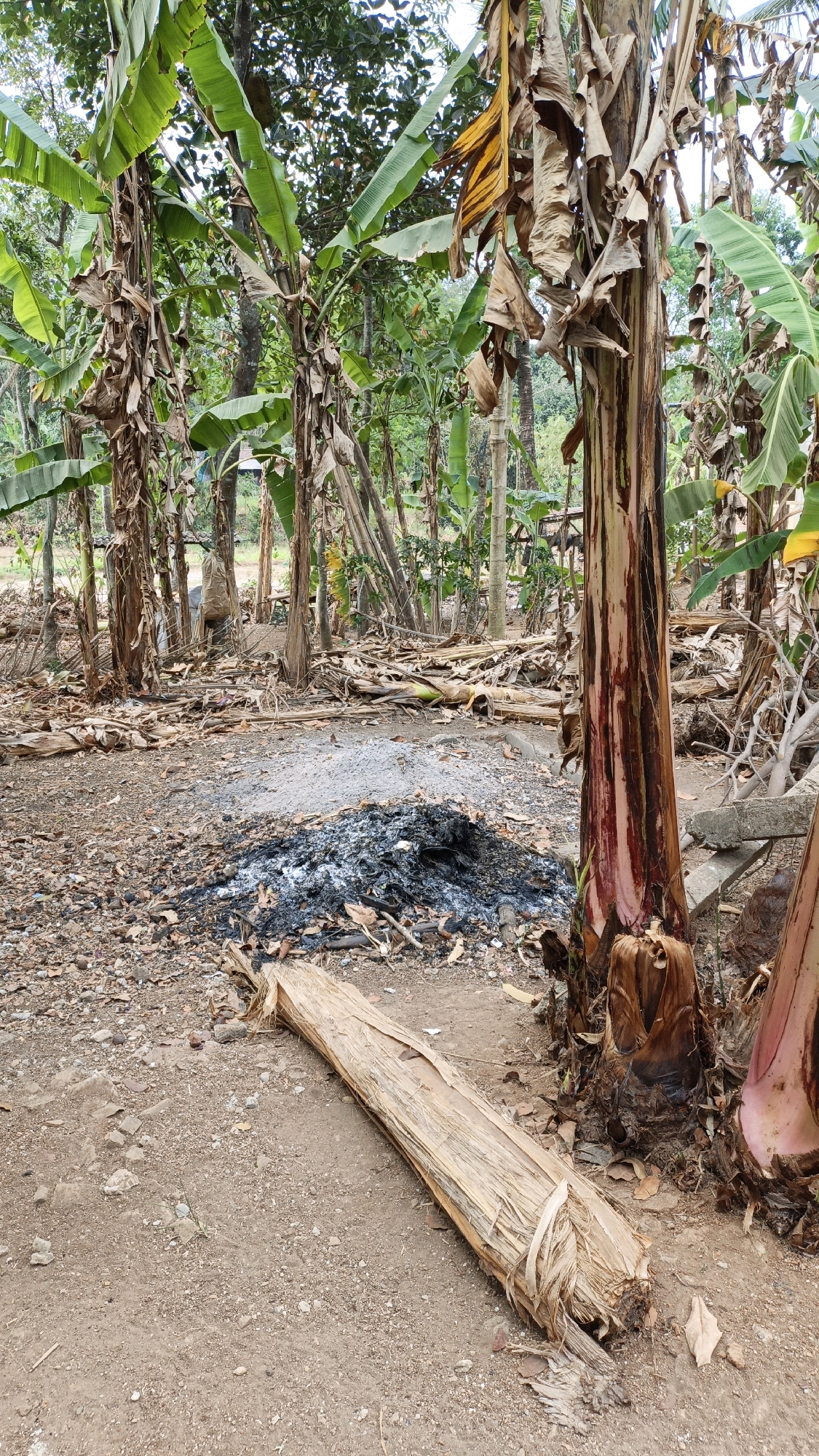 The image depicts a scene in a rural outdoor setting, likely in Suwawal Timur, Indonesia, characterized by a collection of banana trees and debris. In the foreground, a large, dried banana stalk lies on the ground. Behind it, a pile of ashes and burnt material suggests a recent fire. The ground is covered with dirt, leaves, and small stones. Several banana trees, some with dried leaves and others with green foliage, are prominent throughout the scene. The overall impression is one of a somewhat unkempt, natural environment. There are no people visible in the image.