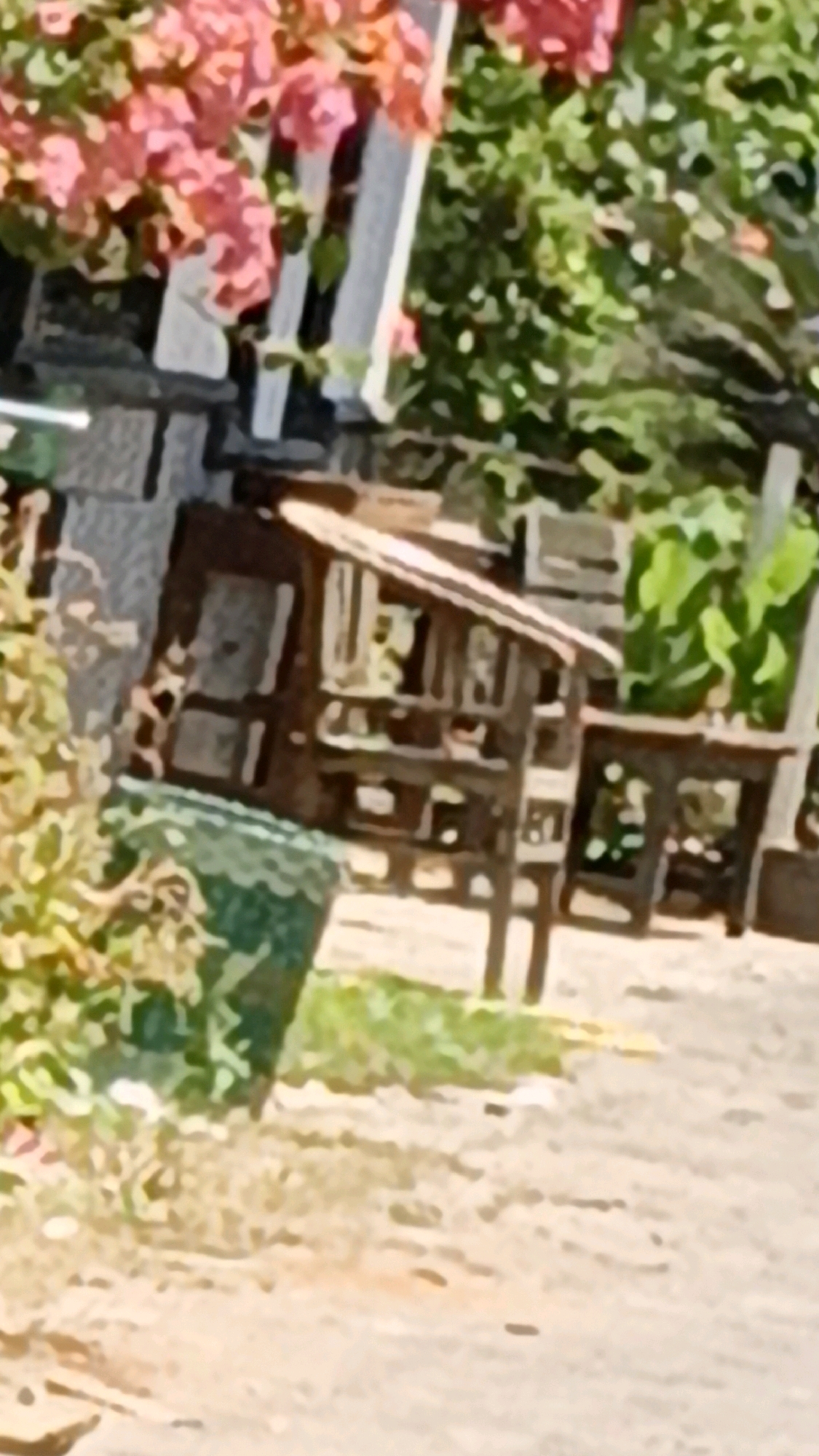 The image depicts an outdoor scene with lush greenery and a wooden structure that appears to be a multi-tiered display or shelving unit. The structure is made of dark wood and has several levels with open spaces. In the foreground, there is a portion of a green planter or container. Behind the wooden structure, there are more trees and foliage. To the left of the wooden structure, a stone wall is visible, and above it, pink flowers cascade from an unseen source. The ground appears to be a light-colored dirt or gravel path. The overall impression is of an outdoor market stall or garden display area, possibly in a tropical or subtropical climate, given the vibrant foliage. No people are visible in the image, and no specific location in Cikal, Indonesia can be definitively identified from the visual information alone.
