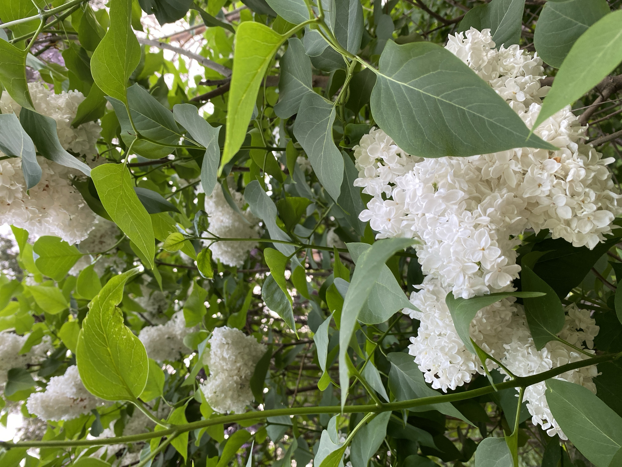A close-up, vertical photograph captures a dense cluster of blooming white lilac (Syringa vulgaris) flowers and vibrant green leaves. Multiple panicles of small, four-petaled white blossoms are visible, with several in sharp focus in the foreground and midground, showcasing their intricate details. Numerous heart-shaped to ovate green leaves, displaying visible venation, are interspersed among the flowers and along green and light brown stems. The lighting is natural, casting soft illumination and creating a shallow depth of field, rendering the background as a soft, out-of-focus blur of lighter foliage and indistinct light sources, indicative of an outdoor garden or park setting. There are no people, explicit actions, or man-made objects identifiable in the image. The scene is located in the city of Saint Petersburg, Russia, though the specific geographic coordinates or identifiable landmark within the city are not discernible from the visual information provided.