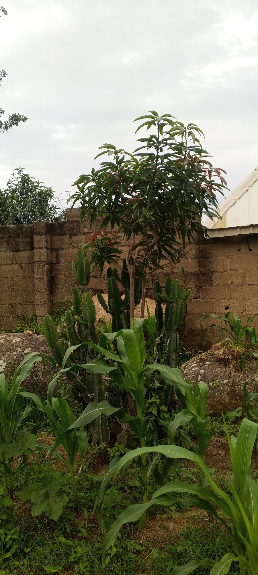 This is a medium shot photograph taken outdoors in Ohit, Nigeria, on a cloudy day. The foreground is filled with lush green corn stalks. Behind the corn, a cluster of tall, spiky cacti stands. In the background, a brown brick wall with barbed wire runs horizontally across the frame, separating the yard from what appears to be a residential area. A small tree with green and reddish leaves is visible above the cacti and in front of the wall. To the right of the tree, a white-tiled roof of a building peeks out above the wall. Large, weathered rocks are also present amongst the plants. The overall scene depicts a backyard garden in a somewhat arid or tropical climate, with a mix of cultivated crops and natural vegetation.