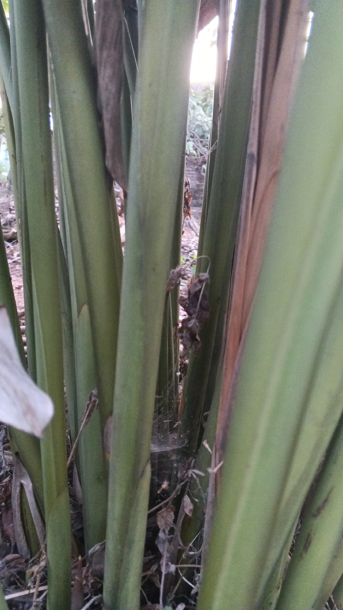 A close-up shot captures a cluster of thick, green stalks, likely from a plant like a banana tree or palm. The stalks are positioned vertically and take up most of the frame. Sunlight filters through the gaps between the stalks, creating a bright, hazy effect at the top of the image and illuminating some dried leaves and a delicate spiderweb nestled between the stalks. A hint of dry, brown leaf material and a single pale green leaf are visible on the left side of the frame. The background is blurred, showing a muted, natural environment that suggests an outdoor setting in a park or garden.