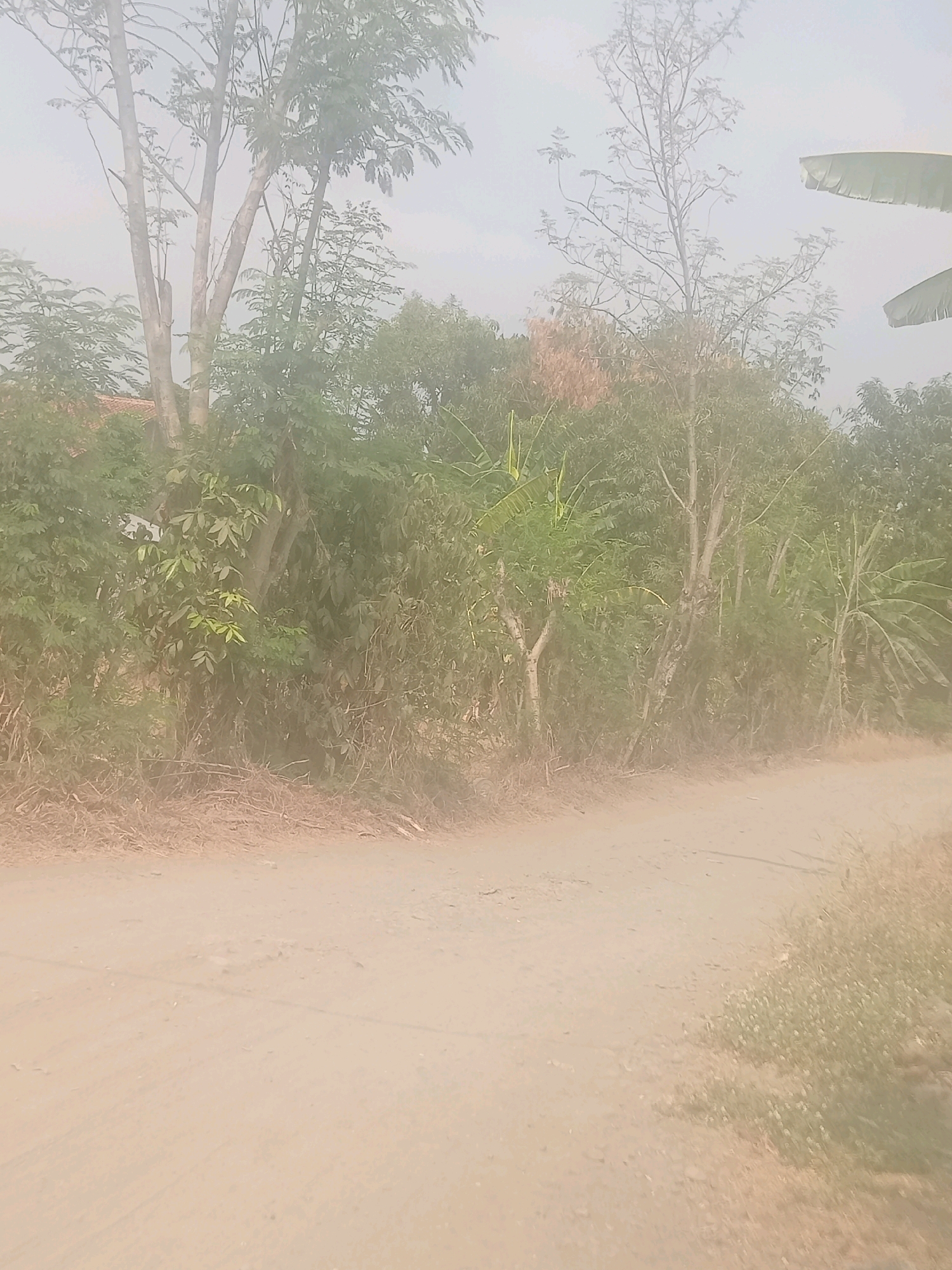The image depicts a dirt road winding through a lush, somewhat overgrown natural environment. Tall, slender trees with sparse foliage dominate the background, interspersed with dense green bushes and some banana plants. The ground is a light brown, dusty earth, with dry grasses and twigs scattered along the edge of the road. The overall lighting suggests a hazy or overcast day, with a soft, diffused light. There are no people or specific man-made structures clearly visible, besides what might be a hint of a red roof peeking through the foliage on the far left. The scene is likely located in a rural or semi-rural area, possibly on the outskirts of a settlement like Pendawa, Indonesia, given the presence of banana plants and the general tropical vegetation.