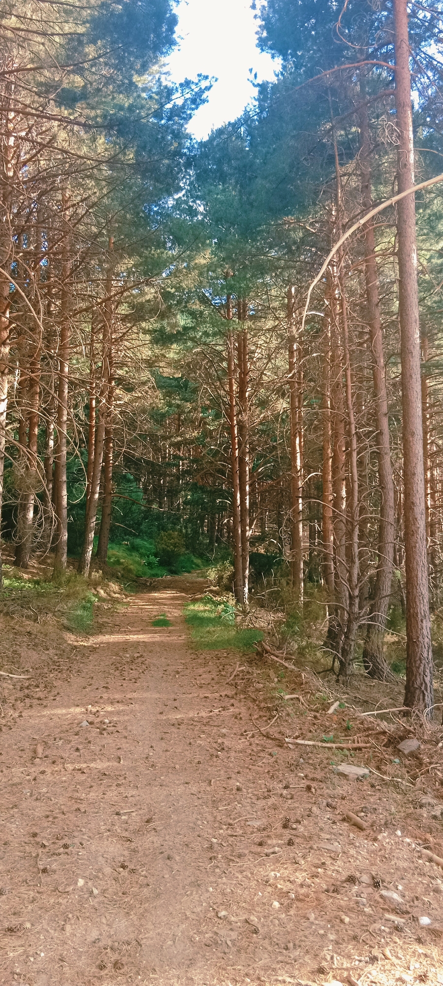 The image shows a dirt path winding through a pine forest. The path is covered with pine needles and small stones. On either side of the path are numerous tall pine trees with thin trunks and branches. Sunlight filters through the canopy, creating dappled light on the path and forest floor. In the background, the forest becomes denser, with green foliage visible between the trees. The sky is visible through the branches at the top of the image, with patches of blue sky and bright white light. The scene appears to be located in La Pinilla, Spain, a mountainous area known for its pine forests and ski resort.