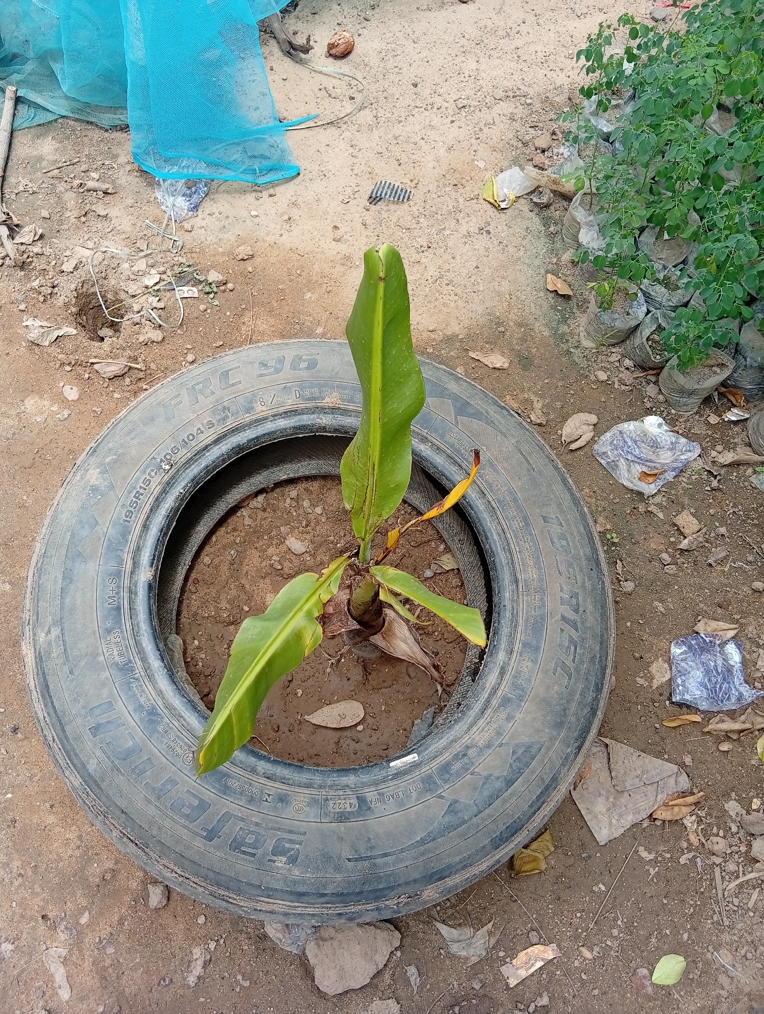 In Azume, Nigeria, a single, small banana plant grows within the confines of an old tire. The tire, worn and dusty, rests on a patch of dry, sandy soil scattered with fallen leaves and debris. To the left of the tire, a section of bright blue netting is draped over the ground, partially obscuring a plastic bag. To the right, a collection of young plants in plastic bags are arranged, their green foliage contrasting with the muted tones of the surrounding dirt. The scene appears to be an outdoor nursery or a makeshift garden space.