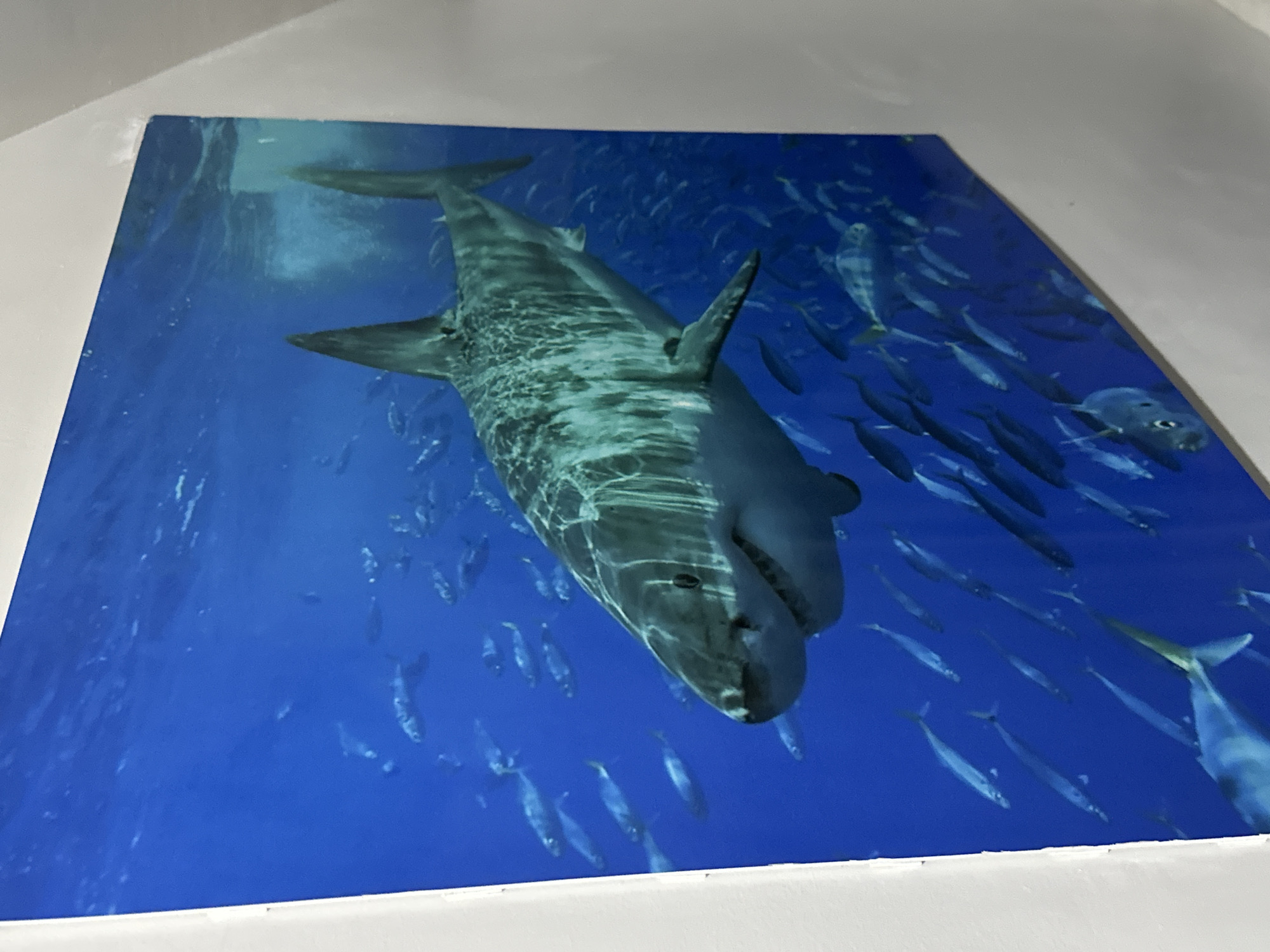 The image is of a square print depicting a great white shark swimming amidst a school of fish. The water is a vibrant blue. The print is on a white surface. There is no indication of a location in Davao City, Philippines.