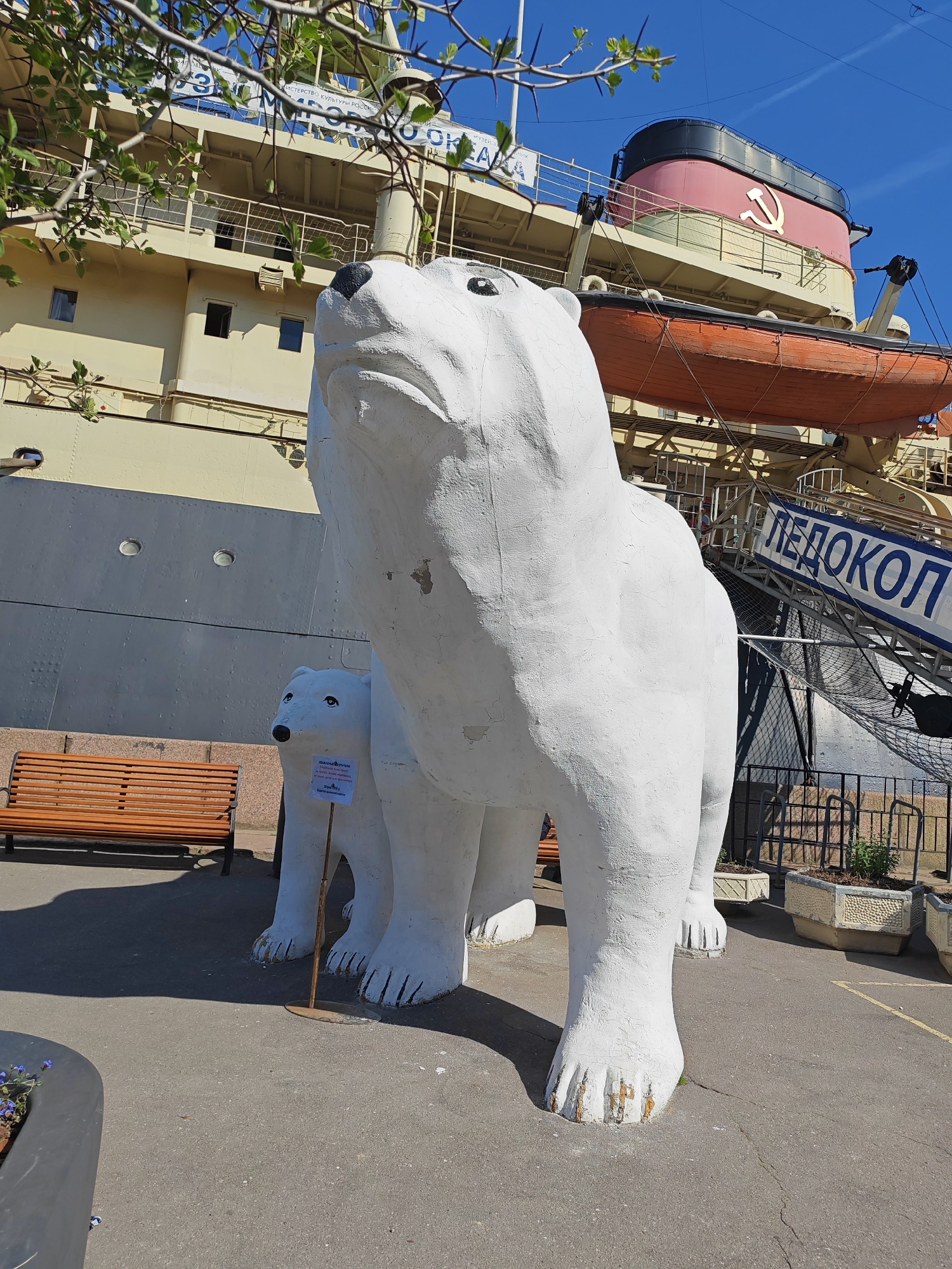 This outdoor shot, taken on a bright, sunny day with a clear blue sky, features two white polar bear statues in the foreground against the backdrop of a large, docked icebreaker ship, likely at a museum or harbor in Saint Petersburg, Russia. The sun casts distinct shadows, suggesting a mid-day setting.
The main subject is a large, weathered white polar bear statue standing upright on its four legs, head tilted upwards. Behind it, partially obscured, is a smaller, similar polar bear statue, also white, with a black nose and eyes, looking slightly to its right. A small sign on a pole stands next to the smaller bear, displaying text in Cyrillic.
Behind the statues, the prominent feature is a massive ship, an icebreaker, painted in light yellow and grey hues. Its red and black funnel proudly displays a golden hammer and sickle emblem. An orange lifeboat is suspended from davits on the ship's side. A gangway extends from the ship to the ground, with the word "ЛЕДОКОЛ" (LEDOKOL, meaning ICEBREAKER) clearly visible in blue capital letters on a white background. Other partially visible text on the ship's side, obscured by tree branches, includes "МИНИСТЕРСТВО КУЛЬТУРЫ РОССИИ" (MINISTRY OF CULTURE OF RUSSIA) and "МУЗЕЙ МИРОВОГО ОКЕАНА" (MUSEUM OF THE WORLD OCEAN), along with "ОКЕАН" (OCEAN) near the stern.
In the left foreground, a brown slatted wooden bench with a dark metal frame is visible. Green leaves on branches frame the upper left of the image. The ground is paved, and decorative planters with small plants are visible near the fence to the right of the statues. The visible text on the sign near the small bear includes "ВНИМАНИЕ!" (ATTENTION!) and phrases like "ПРОСЬБА БЕРЕГИТЕ НАС" (PLEASE TAKE CARE OF US), indicating a request to preserve the statues.