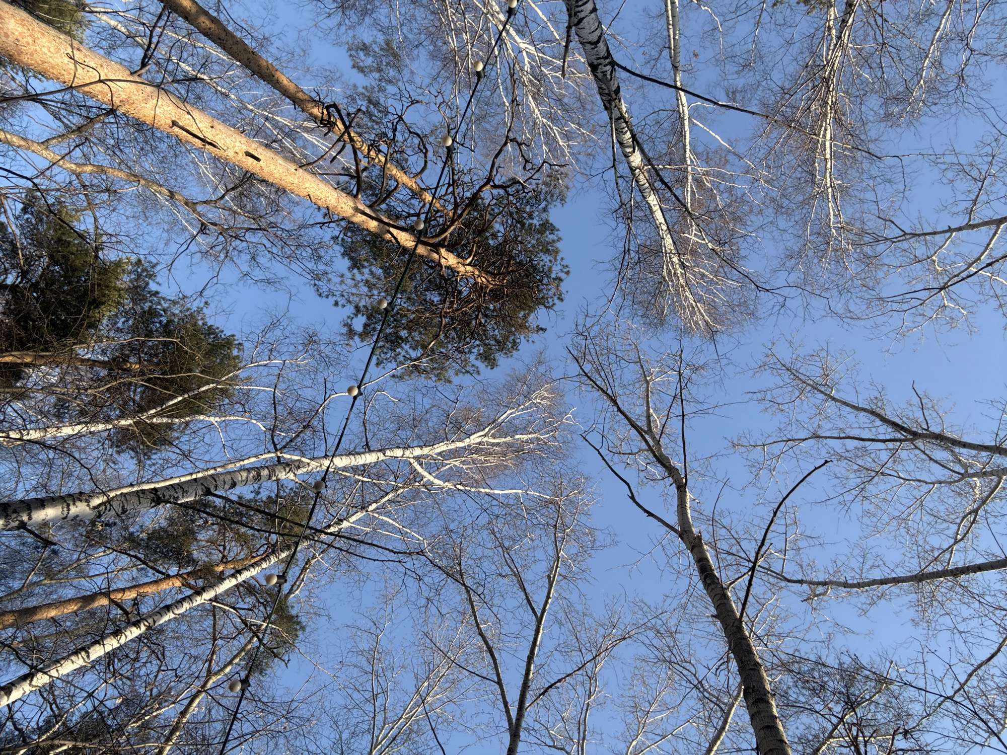 The image depicts a view looking up through a dense canopy of trees against a clear, blue sky. Several tree species are visible, including birch trees characterized by their white bark and thinner branches, and at least one coniferous tree identified by its darker green foliage. Some bare branches suggest either a deciduous species or that the photo was taken in winter or early spring. The scene shows no signs of human activity or presence. While the image lacks specific details that confirm the location, a broad-leafed branch with light bulbs is likely evidence of string lights set up by humans.