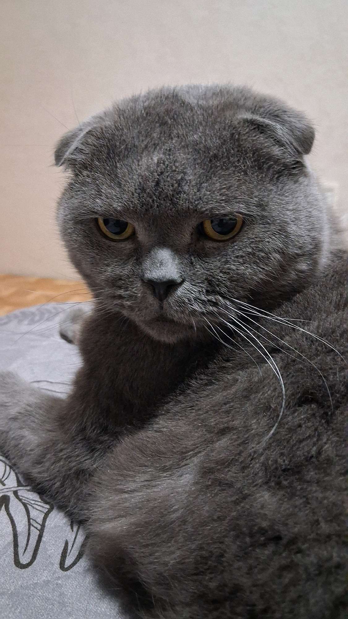 A close-up, eye-level shot captures a Scottish Fold cat with gray fur lying down on a gray patterned surface. The cat's ears are folded forward, and its yellow eyes are looking directly at the camera with a slightly downward gaze. The background is a neutral beige wall and a brown surface. The image appears to be taken indoors, likely in a domestic setting. There are no people present, and no context is provided to link this image to Novosibirsk, Russia.