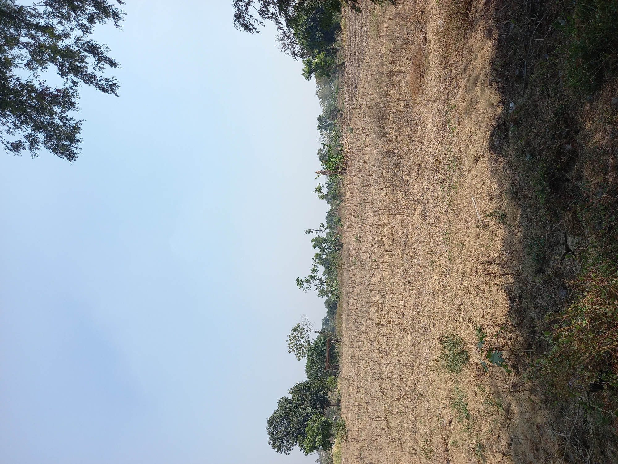 The image depicts a dry, open field in Dagan, Indonesia, likely a harvested agricultural area, under a clear, light blue sky. The ground is covered with dry, stubbly remnants of crops, with scattered patches of dry grass and some sparse green vegetation in the foreground and background. Several trees are visible in the middle ground, ranging in size and foliage density, with a particularly large, leafy tree on the left. A simple wooden structure, possibly a shelter or frame, stands in the central part of the field. The overall impression is one of arid conditions, with the landscape bathed in bright daylight. The image is taken from a slightly elevated perspective, looking across the field towards the horizon.