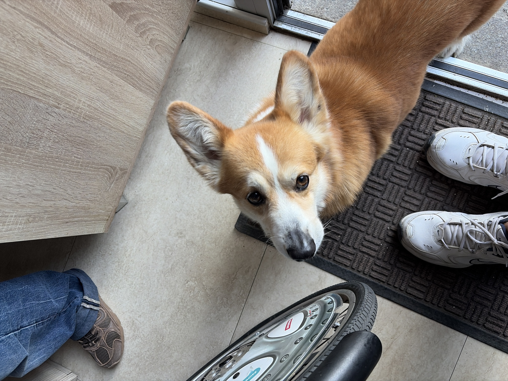A corgi dog with orange and white fur stands indoors, looking up at the camera. The dog's front paws are on a dark brown textured mat. To the dog's right, a person wearing white athletic shoes stands on the mat. Below the dog, a bicycle wheel is visible. To the left of the dog, a person wearing jeans and brown shoes is standing on a light-colored tile floor next to a light brown wooden surface. The location cannot be identified as Budva, Montenegro.