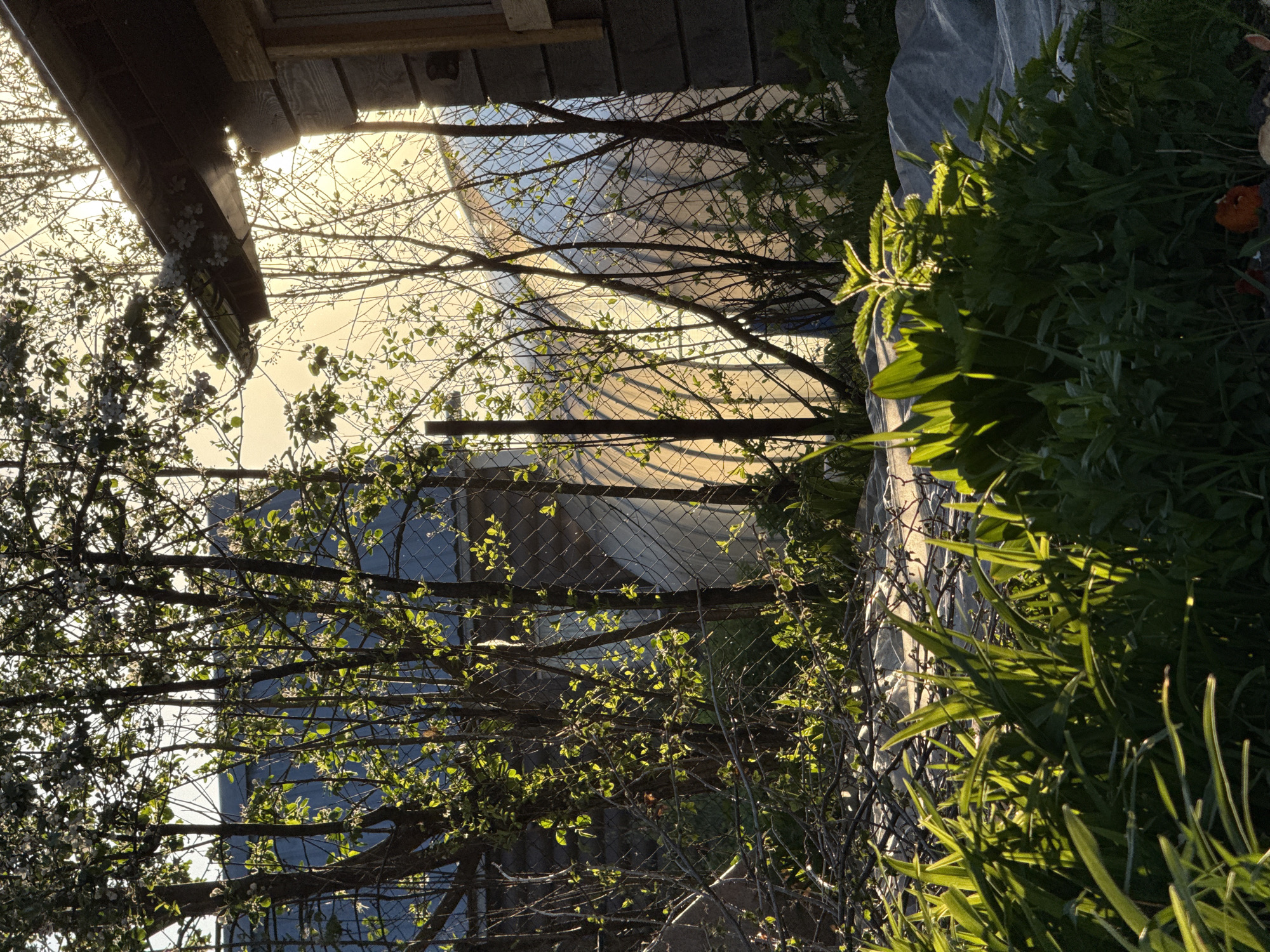 The image, captured in Minino Stantsiya, Russia, presents a sunlit outdoor scene, likely a garden or yard, with strong backlighting suggesting either sunrise or sunset.
In the foreground, a dark wooden structure, possibly the eaves of a roof or shed, extends from the top left (when oriented to view the sky at the top). Below and to its right, a dense array of tree branches, some with small green leaves and others with white blossoms, partially obscures the view.
A metal chain-link fence runs across the midground, visible through the intertwining branches. Beyond the fence, the background is a bright, hazy expanse, likely the sky illuminated by the low sun, or possibly a distant, reflective surface like water or a light-colored building.
To the right side of the frame, lush green foliage dominates, comprising various plants including tall grasses and broad-leafed greens. These plants are heavily back-lit, with the sunlight creating bright, luminous highlights along their edges and casting deep shadows. A white, semi-translucent garden row cover is visible among these plants, and a faint dark orange object, possibly a flower or decoration, is embedded within the foliage.
No people or animals are visible, and no specific activity is taking place; the image captures a static moment. The overall impression is one of natural beauty and tranquility, enhanced by the warm, golden light of the "golden hour." There is no visible text in the image.