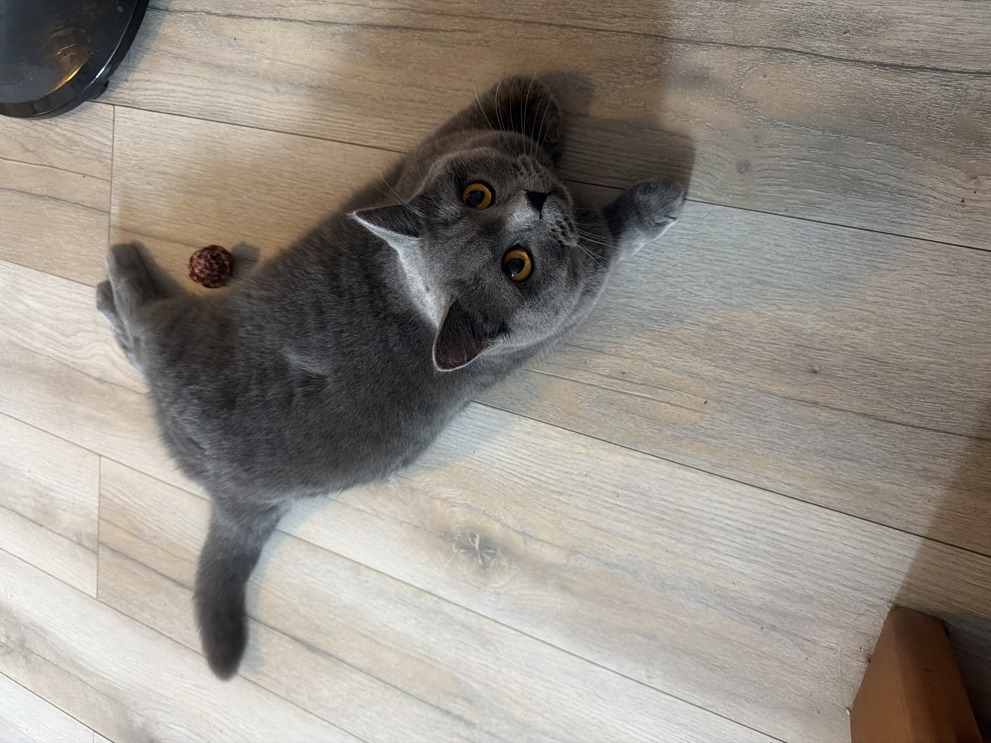 A grey British Shorthair cat is lying on its stomach on a light-colored laminate floor. The cat is looking up and to its right, with bright orange eyes. A small, red and white ball of yarn is to the cat's right. The floorboards are oriented diagonally in the image. The scene is indoors and does not provide any information to determine its location in Szczecin, Poland.