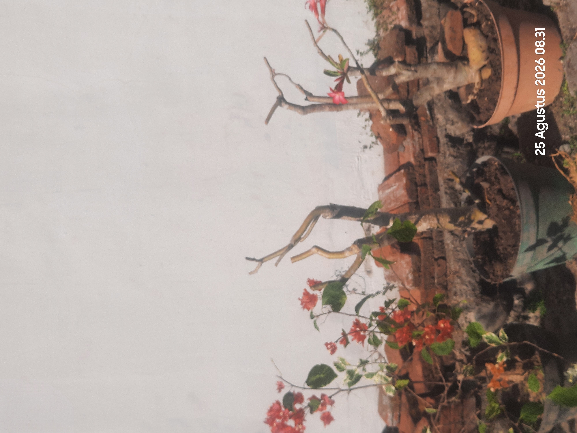 A timestamp overlays the bottom right of the image reading "25 Agustus 2026 08.31". The image depicts a close-up, eye-level outdoor shot featuring several potted plants against a textured white wall. In the foreground, two potted plants are visible. The plant on the left is a bougainvillea with vibrant orange-red bracts and green variegated leaves, planted in a dark pot. The plant on the right is a desert rose, an Adenium, with a thick, gnarled trunk, bare branches, and a few pink flowers, planted in a terracotta-colored pot. In the midground, more potted plants and a low brick wall can be seen, with some of the bougainvillea plants showing their characteristic colorful bracts. The background consists of a plain, light-colored wall that appears to be made of concrete or stucco. The lighting suggests it is daytime, with soft shadows indicating a slightly overcast sky or the sun being at an angle. The overall scene is a garden or a patio area. No people are present in the image. The environment suggests a residential or horticultural setting.
