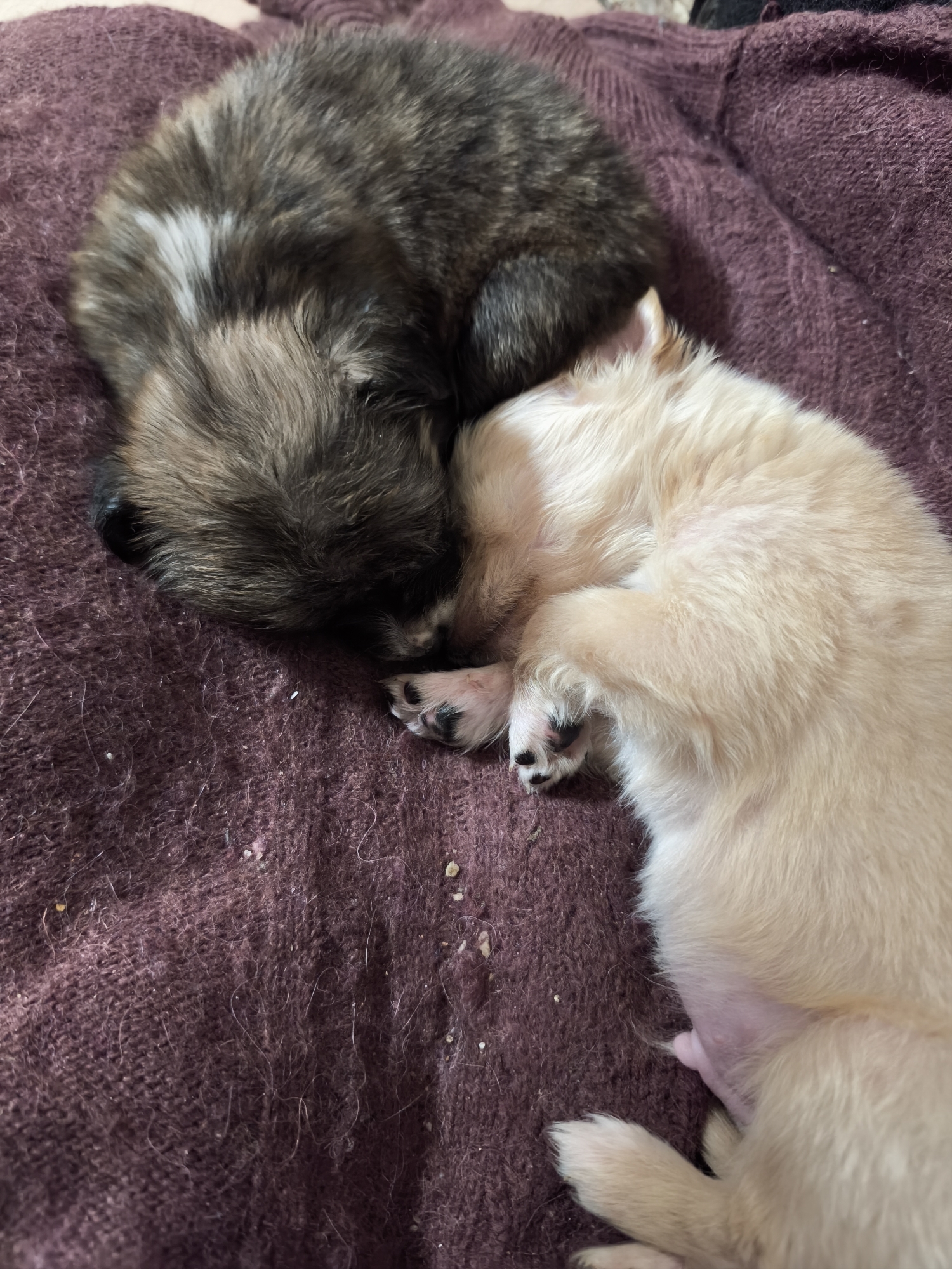Two puppies are curled up asleep on a purple knit blanket. One puppy has a grey and brown coat with a white patch. The other puppy has a cream colored coat. Both puppies appear very young and are lying close to each other. The scene is indoors, resting on the blanket. The city of Avren, Bulgaria is not discernible in the image.