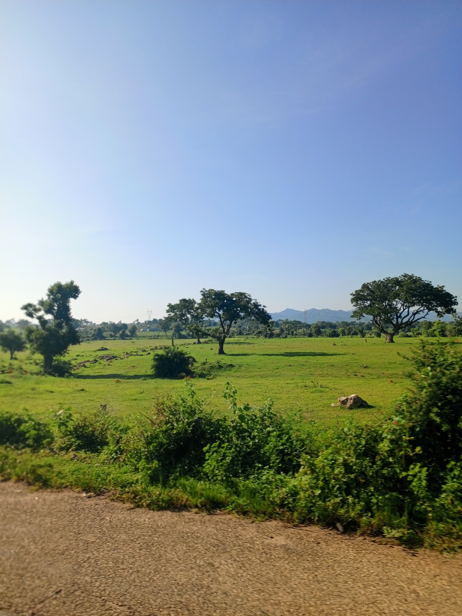The image depicts a rural landscape under a clear blue sky, likely in Rinjim Gani, Nigeria. The foreground features a portion of a paved road, with an overgrown grassy verge and dense green bushes lining its edge. Beyond the road, a vast expanse of bright green grassland stretches into the distance. Several trees are scattered across the field, with a particularly large, mature tree dominating the right-center of the frame. In the background, a line of hills is visible, softened by a light haze. The overall impression is one of a serene, undeveloped natural environment. There are no people or discernible animals visible in the scene.