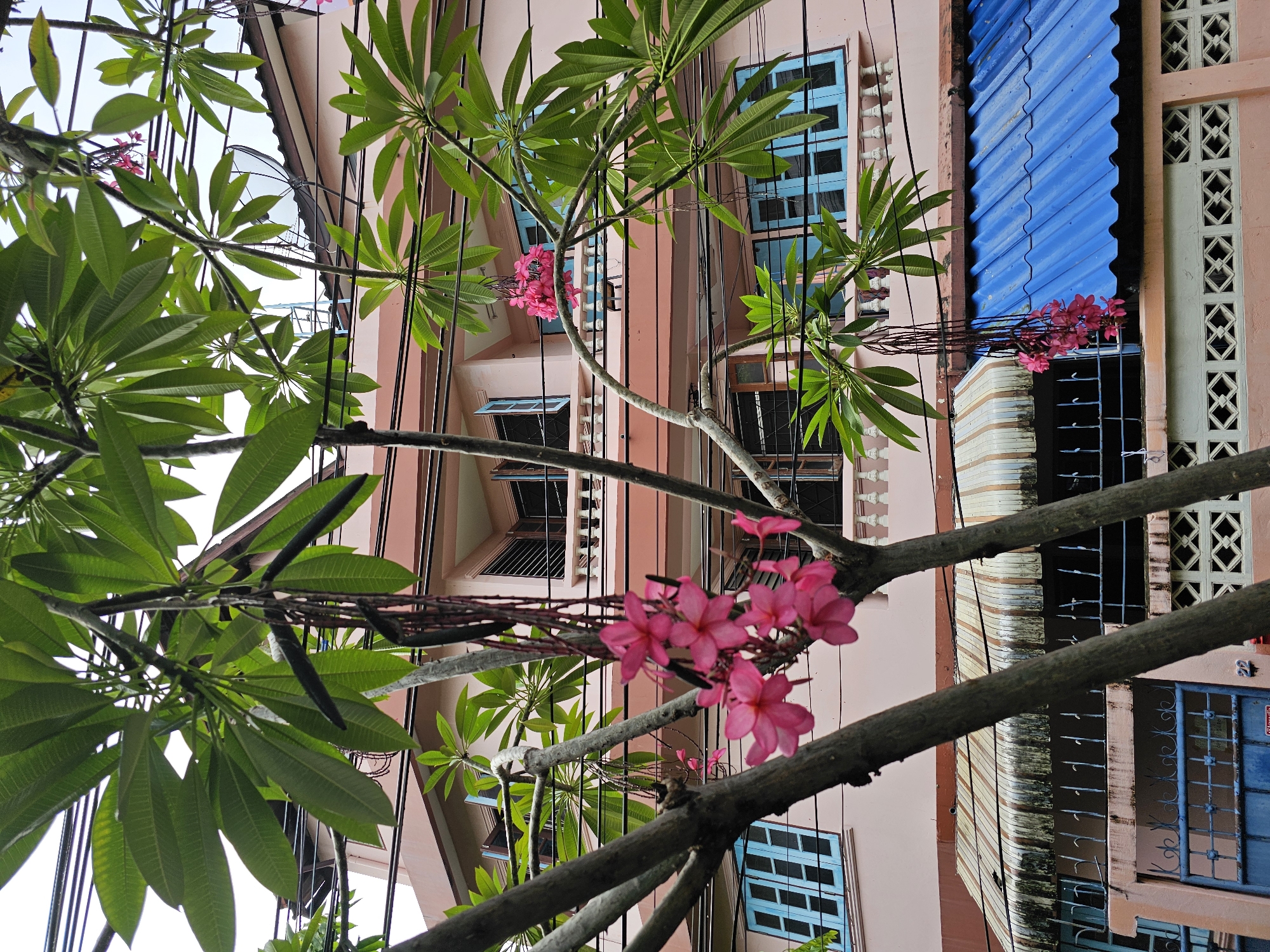 The image shows a close-up view of a flowering tree with bright pink blossoms and lush green leaves, obscuring the background. Behind the tree, a pale pink multi-story building with balconies and blue-trimmed windows is visible. A satellite dish is mounted on the roof of the building. Electrical wires are strung across the scene, indicating an urban setting. The lower part of the building features a blue corrugated metal roof and a decorative patterned wall. The overall impression is a street view in a city, likely Bangkok, Thailand, given the architectural style and the presence of tropical foliage. There are no people or discernible actions in the image.