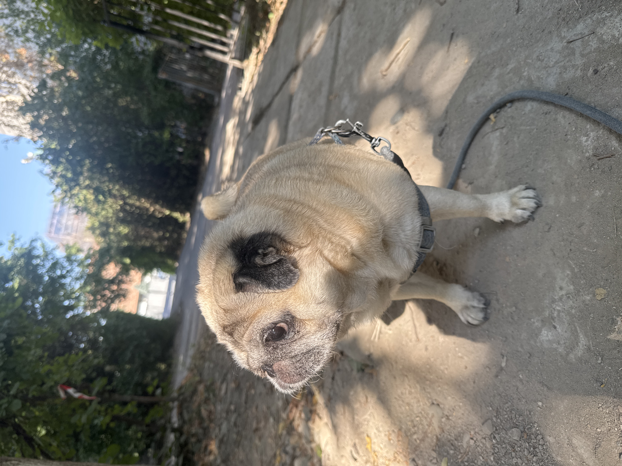 A fawn-colored pug dog is pictured from a low angle, standing on a paved path outdoors. The dog is wearing a gray harness and a leash is attached. The background features lush green trees lining the path, with a clear blue sky visible above. In the distance, hints of buildings and structures can be discerned. The lighting suggests a sunny day, with shadows cast on the ground. The scene appears to be in an urban park or a tree-lined street within Bishkek City, Kyrgyzstan.