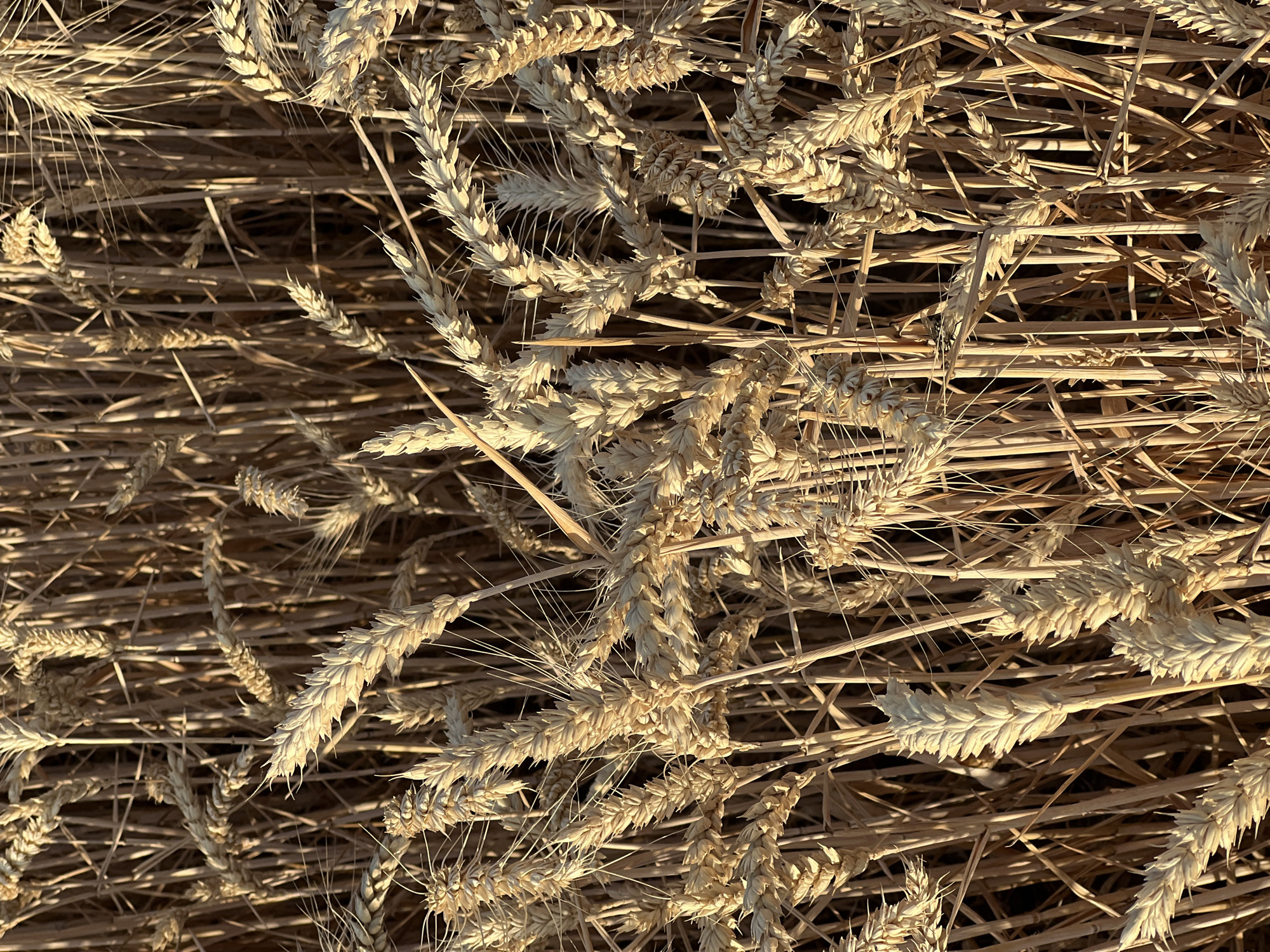 The image shows a close-up, overhead view of a dense field of dry wheat stalks. The wheat is golden-brown and appears to be mature. The stalks are tightly packed together, with many heads of wheat visible. The lighting suggests it is late afternoon, with sunlight casting long shadows and highlighting the texture of the wheat. The image is likely taken in Měnín, Czechia, a region known for its agricultural lands. There are no people or animals visible in the frame. The overall impression is one of natural abundance and the harvest season.