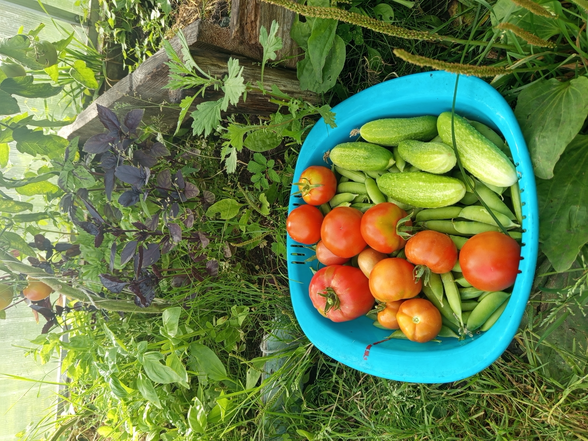 In Ostrovtsy, Russia, a blue plastic basin overflows with a fresh harvest of vegetables. The basin is situated on the ground amidst lush green grass and other garden foliage, suggesting an outdoor setting. Inside the basin, a variety of produce is visible, including ripe red tomatoes in various sizes, green cucumbers, and numerous pods of green peas. The vegetables are packed together, indicating a recent harvest. The background is filled with dense green plants and the partial structure of a greenhouse, with a wooden frame visible on the right side. The lighting suggests it is daytime, with sunlight filtering through the greenhouse.