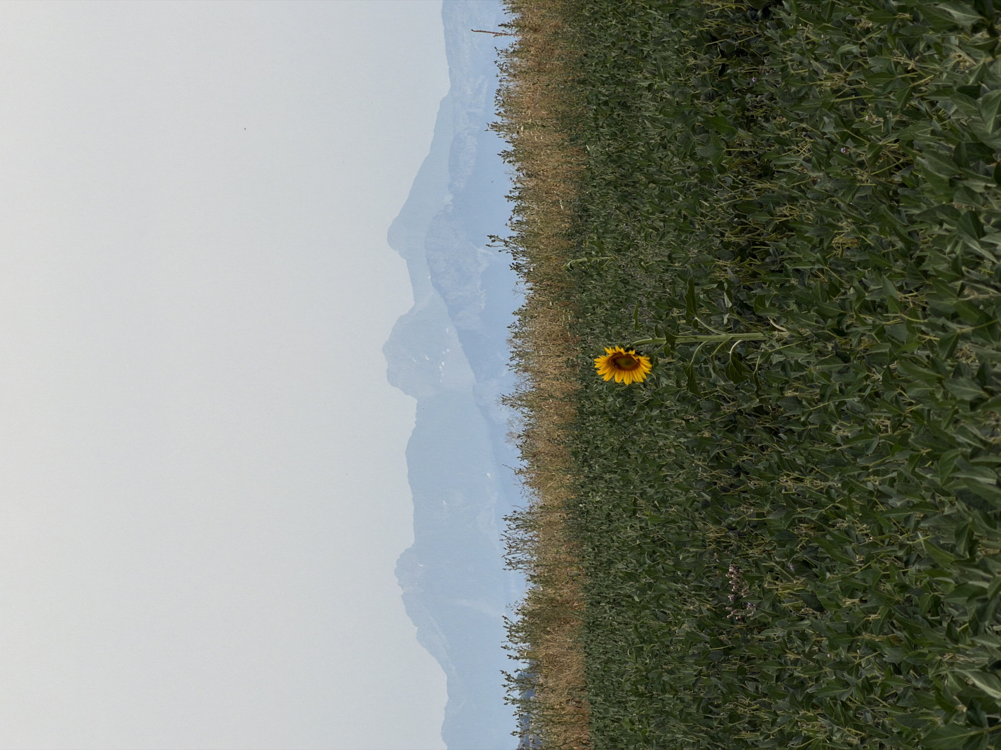 A lone sunflower stands tall in a field of green crops, its yellow petals a vibrant contrast against the muted landscape. In the background, hazy blue mountains rise against a pale sky, their peaks softened by distance. The scene is serene and quiet, suggesting a rural setting. The image does not depict the city of Gy, Switzerland.