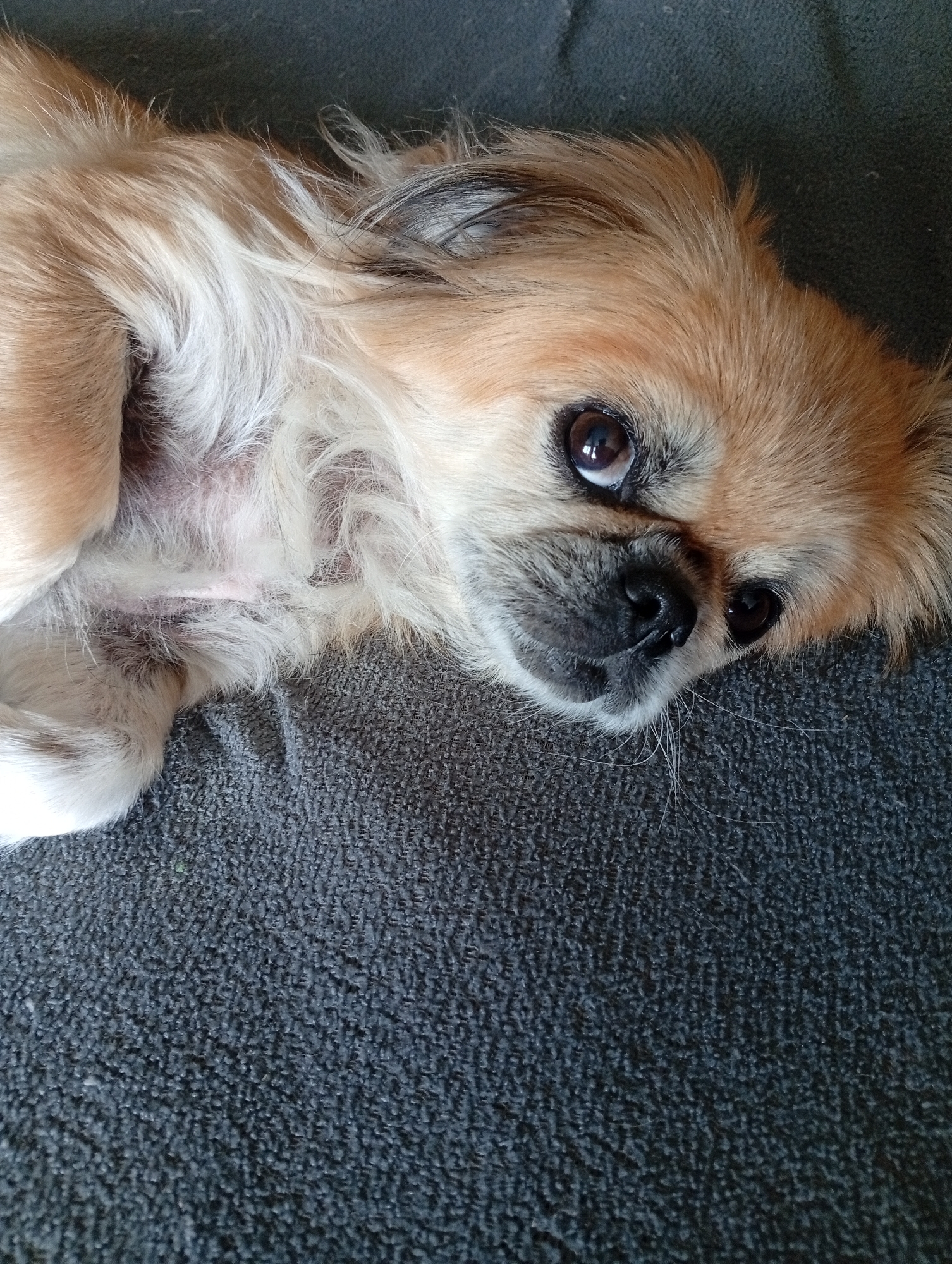 A small, tan and white dog is lying on a dark gray carpeted surface, with its head turned to the side and looking directly at the camera. The dog has large, dark brown eyes, a black nose, and fluffy fur. The background is dark and out of focus. There are no humans present in the image. The scene appears to be indoors, possibly in a home.