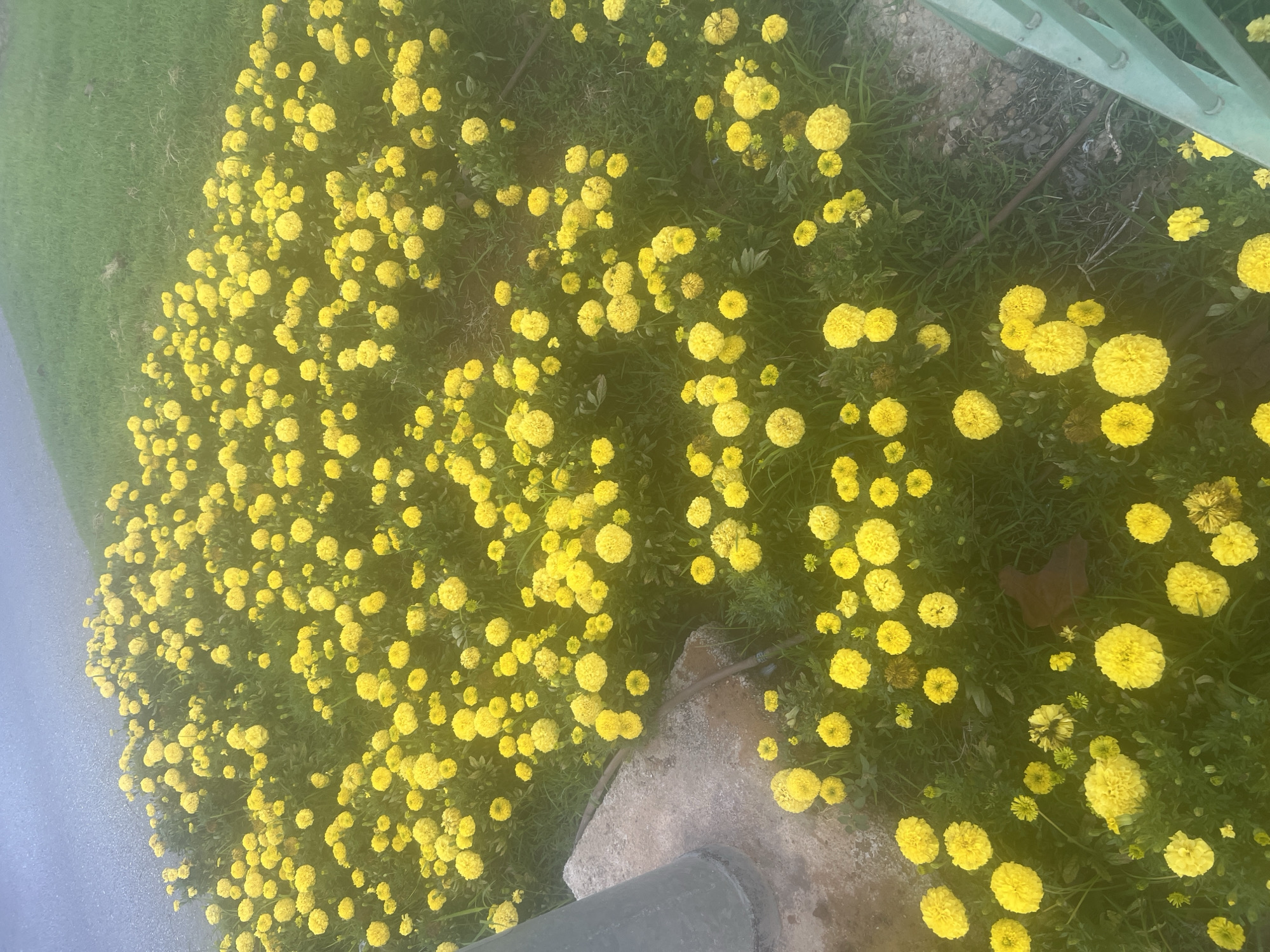 A wide shot captures a dense field of bright yellow marigolds bordering a paved area and a grassy lawn. A grey metal pole with a concrete base stands to the left, partially obscuring the flowers. The background shows a blurred grassy area. A portion of a light green metal railing is visible in the lower right corner. The overall scene suggests an outdoor setting, possibly a park or roadside in Or Akiva, Israel, with the flowers densely planted along the edge of the pavement. No people or specific actions are depicted.