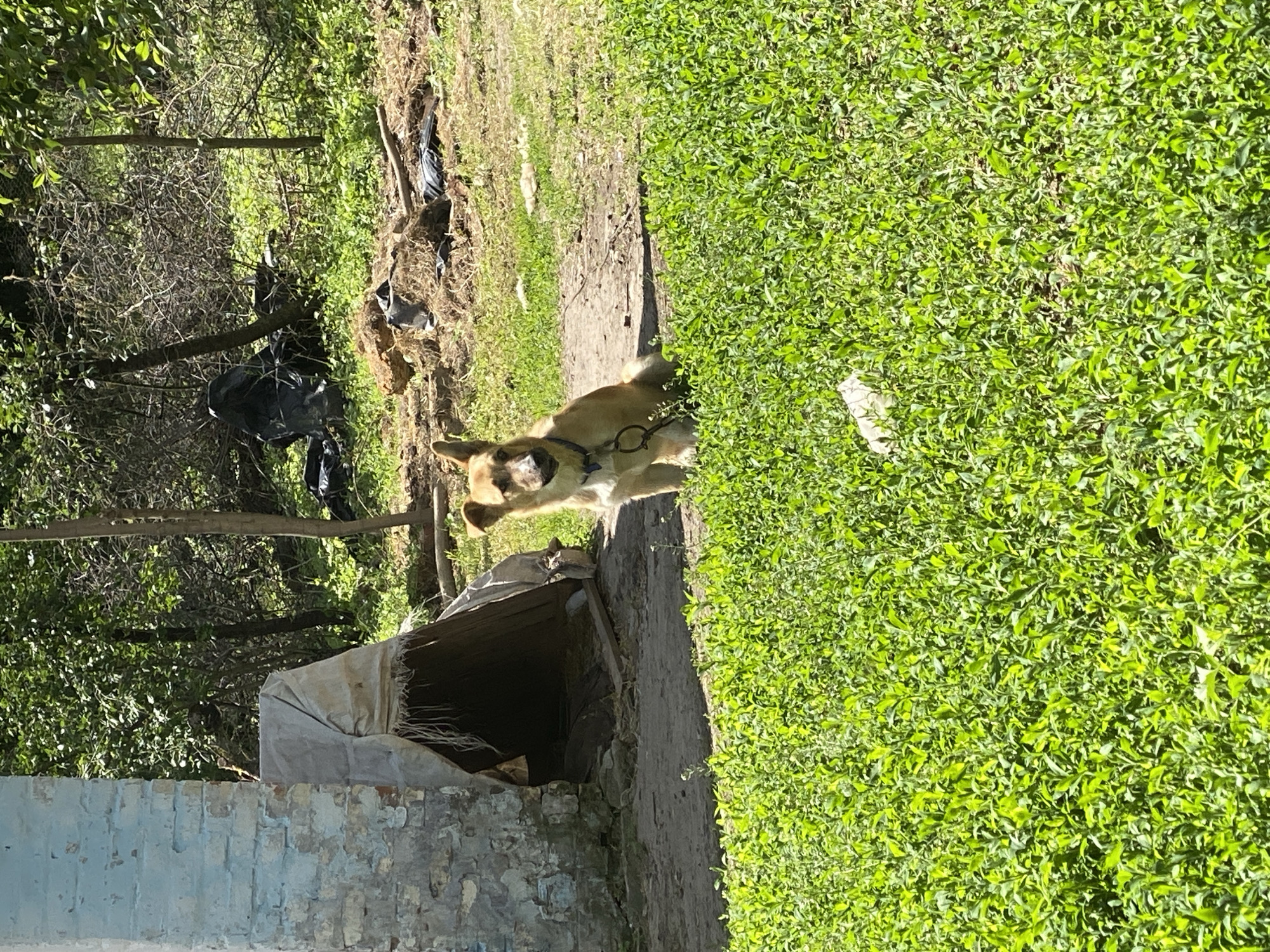 The image shows a dog standing on a dirt path next to a dense green hedge. To the left of the path is a makeshift structure covered with a tarp, built against a weathered brick wall. Beyond the structure, the scene transitions into a more natural environment, with trees, foliage, and discarded items partially obscured by the greenery.
The location is Ustyvytsia, Ukraine.