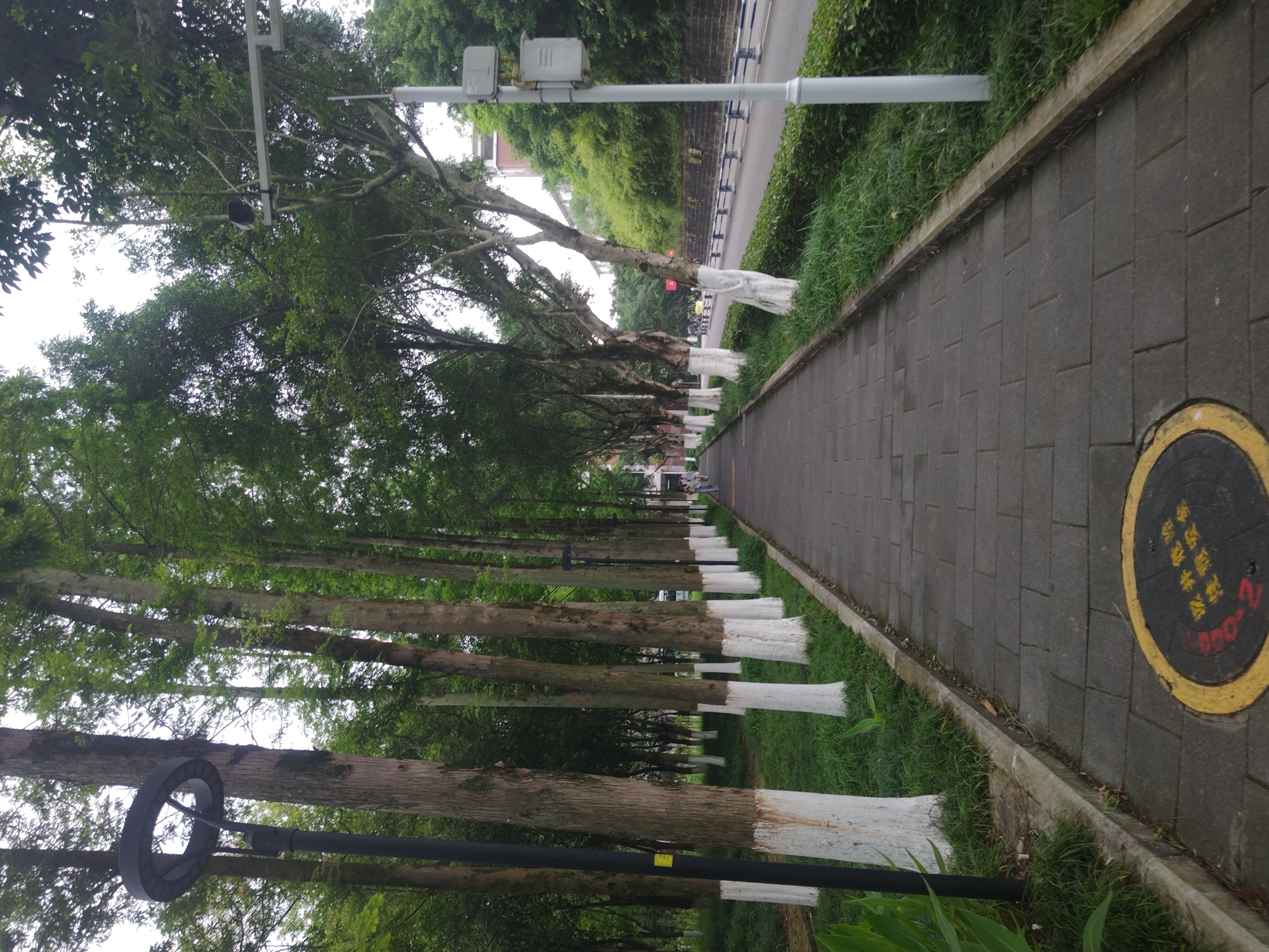 The image depicts a paved walkway lined with trees on either side. The trees have white-painted bases and are planted in a grassy median. A lamppost with a circular light fixture is visible on the left side of the walkway, near the foreground. Further down the walkway, a person is walking in the distance. On the right side of the walkway, a road with a low barrier and green foliage is present. A street light with attached equipment is also visible on the right. The overall scene suggests an urban park or a well-maintained pedestrian path within a city. The inscription on the manhole cover in the foreground, which appears to be in Chinese characters, indicates the location is likely within China. The overall environment is clean and green, suggesting a pleasant urban setting.