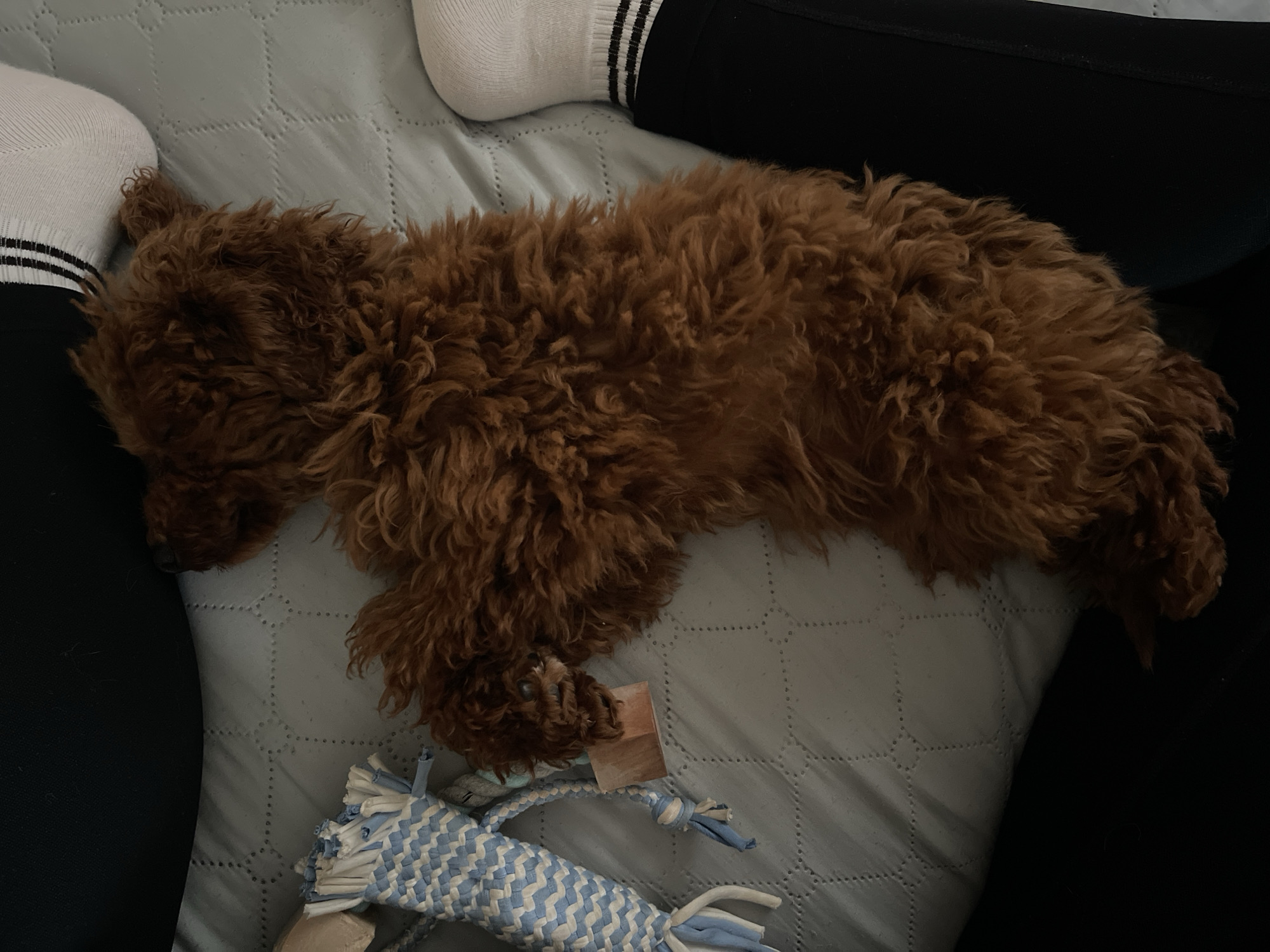 A small, curly-haired dog, predominantly reddish-brown, is seen sleeping soundly on a light blue or grey quilted blanket. The dog is stretched out horizontally across the frame, with its head facing towards the left. Its fur appears thick and soft, consistent with breeds like a poodle or a doodle.
Partially visible in the upper and lower left and upper right corners are human legs and feet. The human is wearing black pants or leggings and white socks with three black horizontal stripes around the ankle. The dog is nestled close to the human's legs, suggesting a comfortable and relaxed shared space.
In the bottom right corner, a blue and white braided rope toy is partially visible, indicating a playful environment. The setting appears to be indoors, likely a bed or a sofa, given the blanket and the relaxed posture of both the dog and the human. The lighting is soft and ambient, suggesting a calm atmosphere, possibly during the day or evening indoors. There is no visible text in the image. The overall impression is one of peaceful rest and companionship in Sofia, Bulgaria.