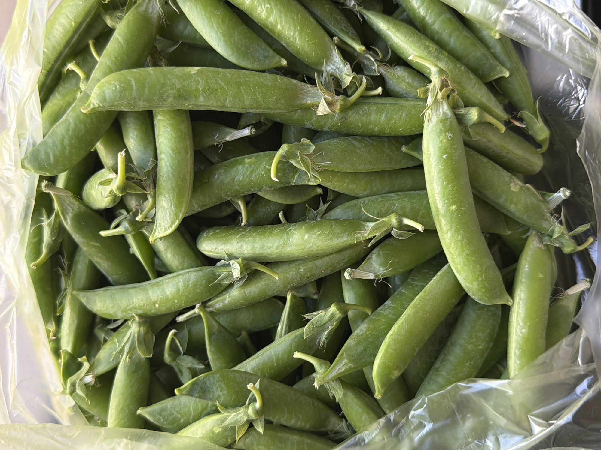 A close-up, overhead shot depicts a pile of fresh, green pea pods within a clear plastic bag. The pea pods are generally elongated with a slightly curved shape. Some retain small stems and withered flower remnants at their attachment points. The bag is partially visible at the sides, with its translucent texture and crinkled appearance. The scene suggests a recent harvest. The location is unspecified.