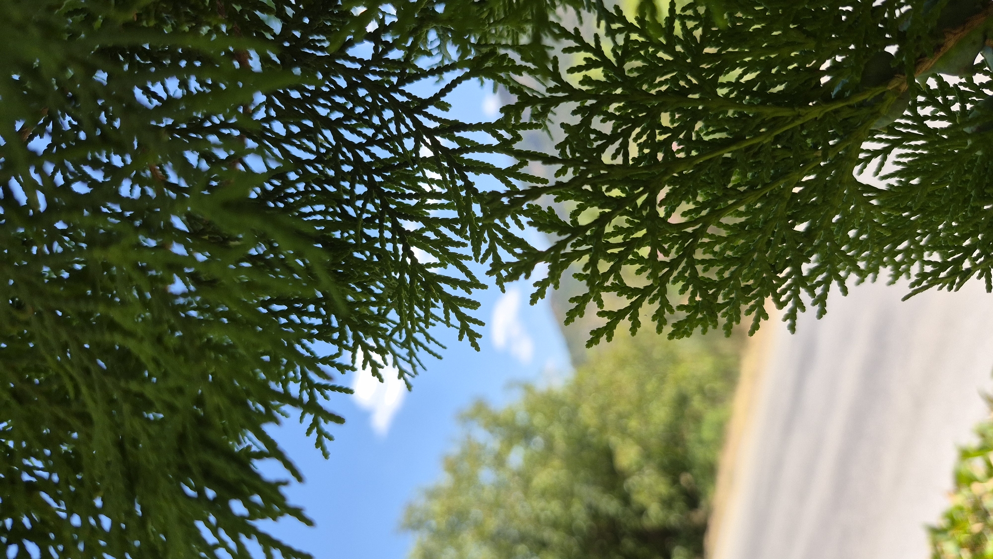 The image is a close-up shot of dark green evergreen foliage, likely from a cedar or cypress tree, dominating the foreground and right side of the frame. The leaves are finely textured and branch out in delicate patterns, creating a lacy effect that allows glimpses of the sky and background through the gaps. The sky is a vibrant blue with a few scattered white clouds. In the middle ground, slightly out of focus, is a road or pathway. Beyond the road, a lush green tree with broader leaves is visible, also out of focus. Further in the background, a subtle outline of a hill or mountain can be discerned against the sky. The lighting suggests it is daytime, with the sun illuminating the scene, casting subtle shadows and highlighting the textures of the leaves. The overall impression is one of a serene, natural outdoor setting, possibly a park or a roadside with abundant greenery. The location is unknown, in the city of Unknown, Unknown.