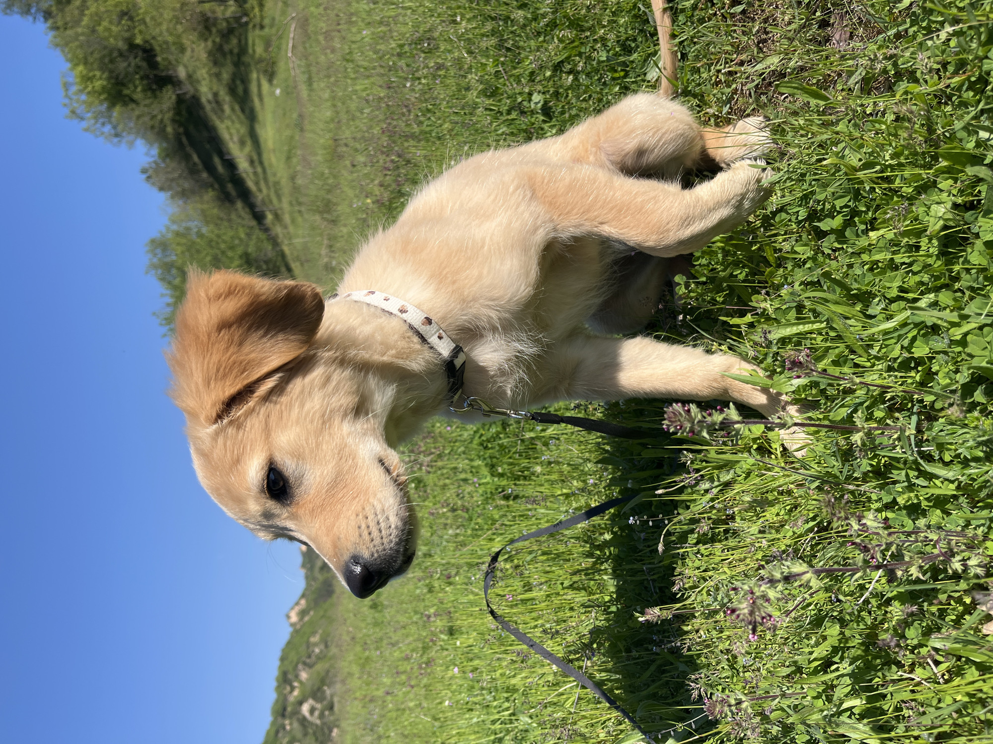 A golden retriever puppy, wearing a white collar with paw print designs and a black leash, sits in a grassy field under a clear blue sky. The location is in Zlatolist, Bulgaria. The field consists of grass and clovers. A dirt path or road can be seen on the left side of the frame.