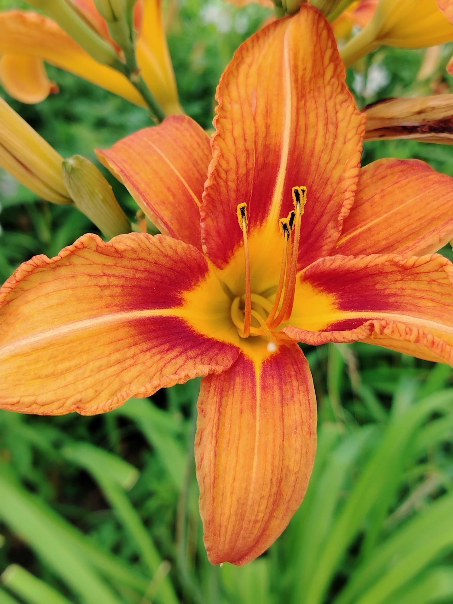 A close-up, top-down view captures an orange lily flower in bloom. The flower exhibits six petals, each featuring prominent orange and red striations. At the center of the flower, yellow stamens are visible. The background is a soft blur of green foliage, indicating an outdoor setting. The image does not contain any people, actions, or interactions. There is no discernible information about the location within the city of Yanaul, Russia.