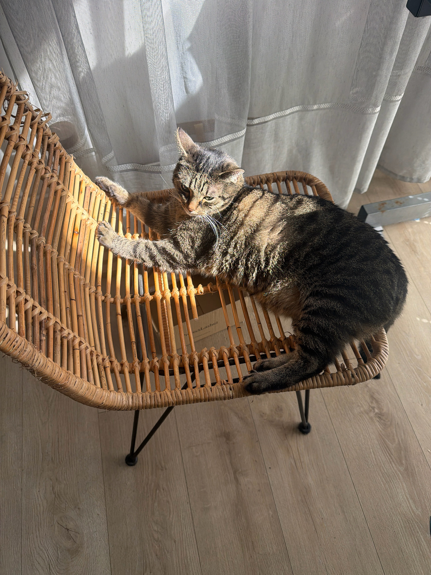 A tabby cat is lying on a wicker chair in a room. The cat is facing left, with its head turned to the right. Sunlight is streaming through a sheer curtain, casting stripes of light and shadow across the cat and the chair. The chair is made of woven rattan and has black metal legs. The floor is made of light-colored wood planks. There is a cardboard box partially visible under the cat. The image does not provide any information to place the scene in Wrocław, Poland.