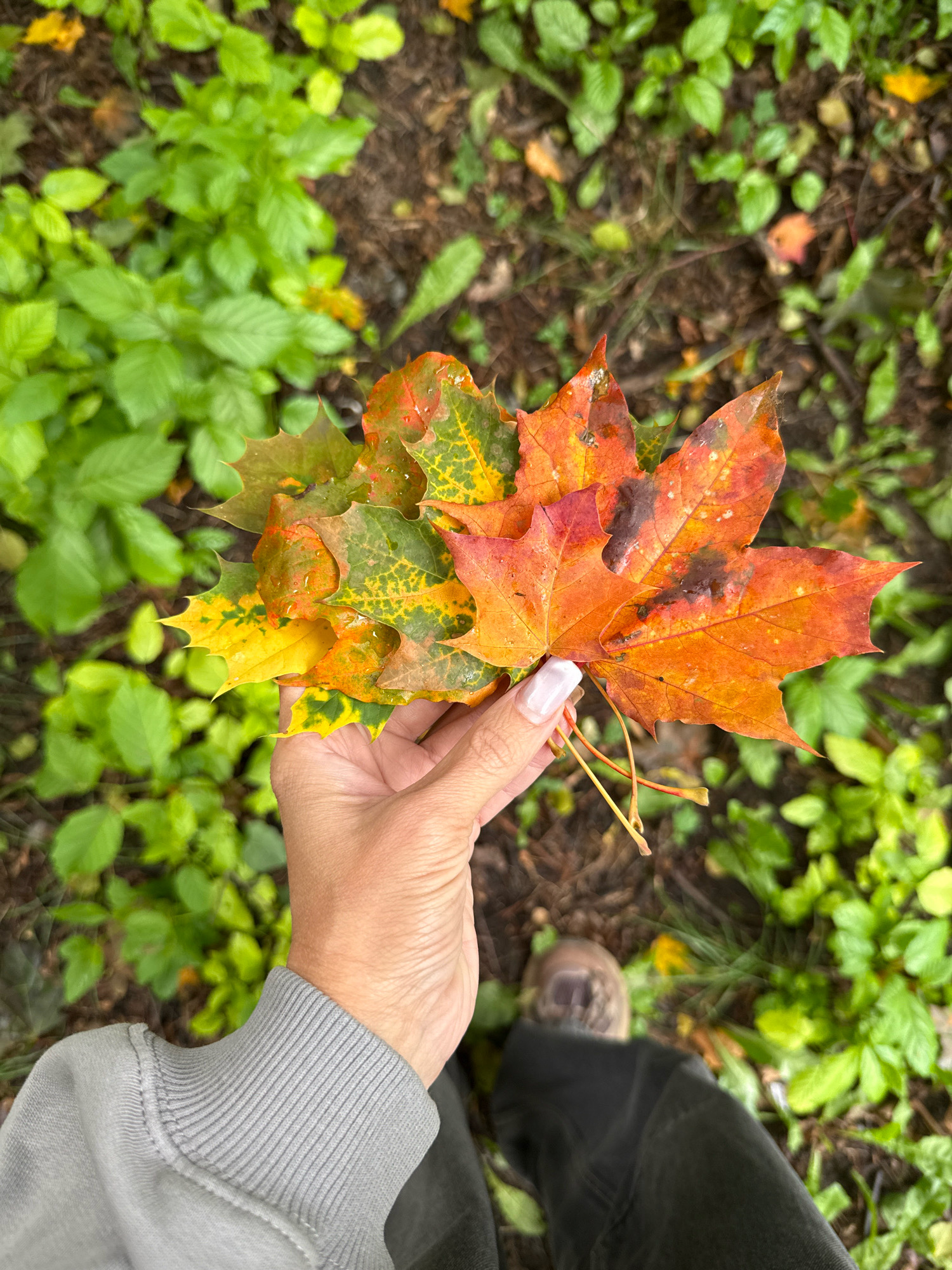 In Rusanovo, Russia, a person's hand, adorned with a white-tipped fingernail, is shown holding a cluster of maple leaves. The leaves display a gradient of autumnal colors, transitioning from vibrant orange and red to yellow and green, with some exhibiting dark spots. The background consists of damp, earthy ground covered with lush green foliage and scattered brown leaves, suggesting a natural, outdoor setting. The person is wearing a grey sweatshirt and dark pants, and a portion of a brown hiking boot is visible. The scene appears to be captured in an overcast environment, indicated by the diffused lighting and the presence of moisture on the leaves.