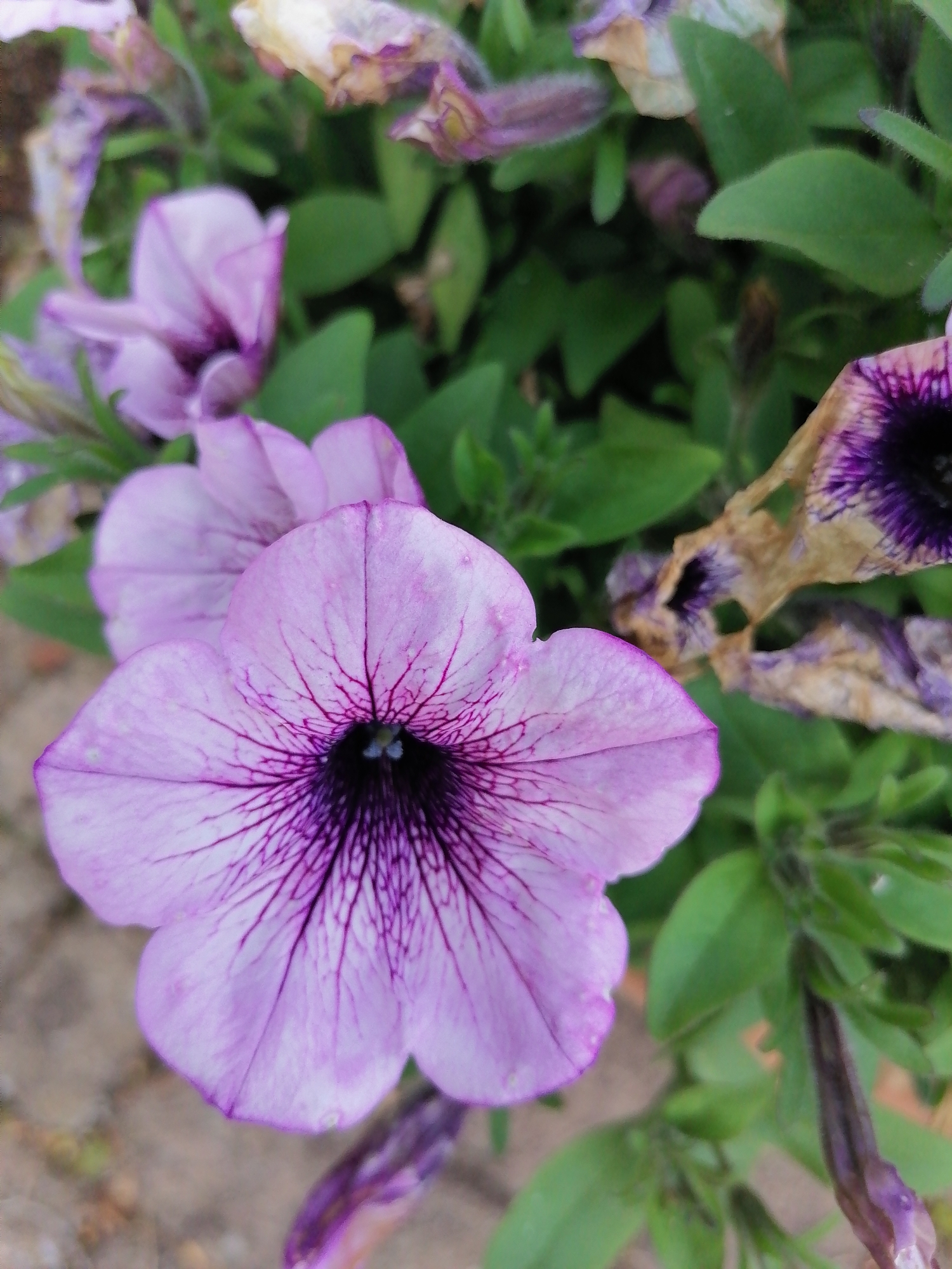 A close-up, eye-level, vertical shot shows a cluster of light purple petunias in bloom. The primary focus is on a large, open petunia in the foreground with dark purple veining extending from its center. To the left and behind it, a second, slightly blurred, open petunia of a similar color is visible. In the background, more blurred purple flowers and green leaves are present, along with some dried, brownish-purple petals suggesting the flowers are past their prime. The setting appears to be an outdoor garden, with some hints of a paved surface in the lower left corner. No people or actions are depicted.
