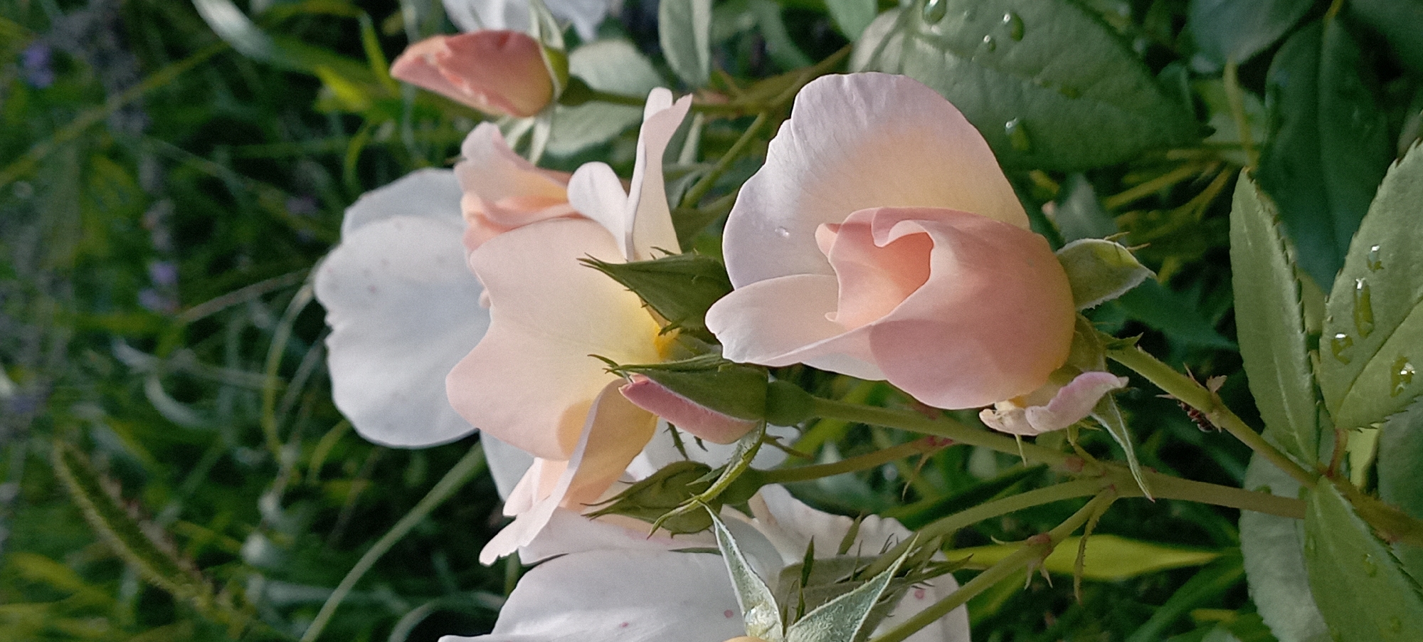 This is a close-up, eye-level, outdoor photograph of several pink and white roses, some in bloom and some as buds, against a blurred green foliage background. The image appears to have been taken in Radisne, Ukraine. The roses are on thorny stems, with some dew drops visible on the petals and leaves. In the lower center of the image, an ant is visible on a stem. The lighting suggests it is daytime, with the sun possibly filtering through the leaves, creating some dappled light effects.