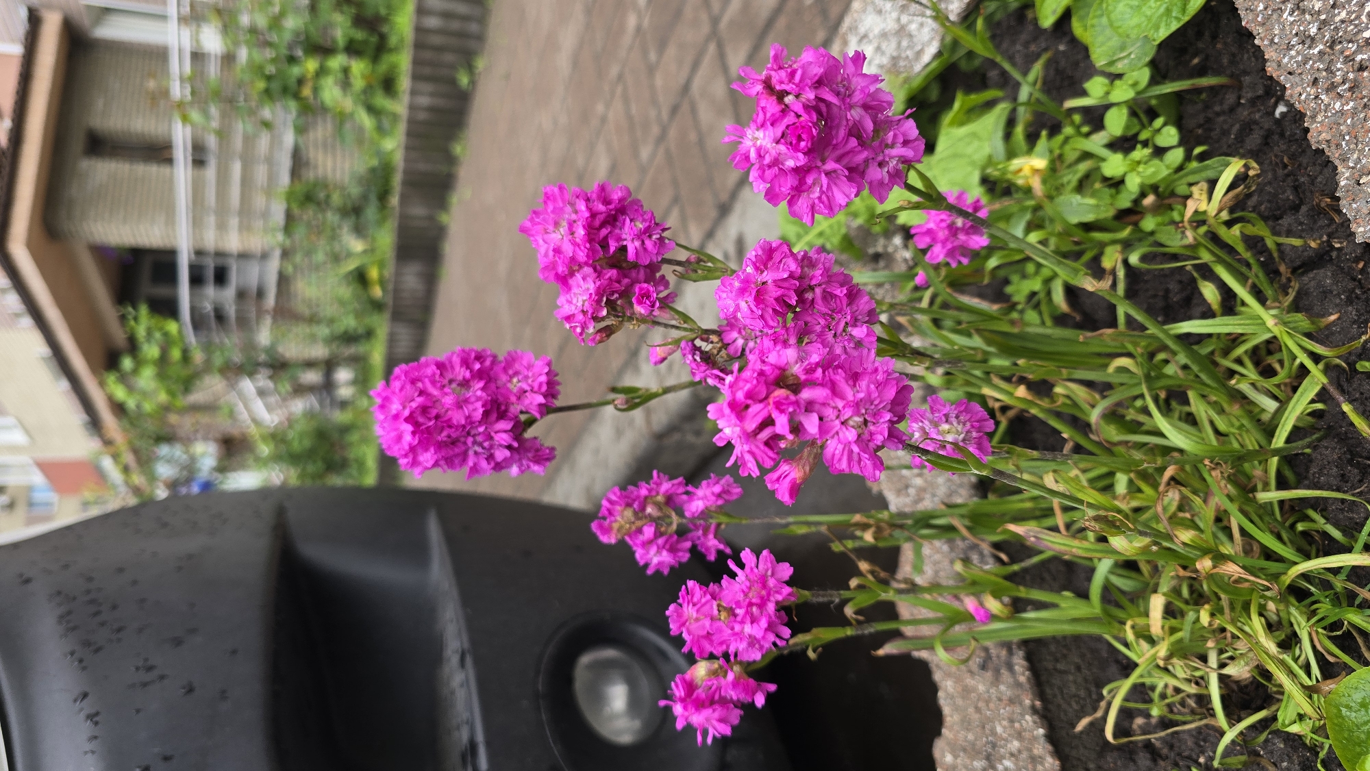 A vibrant cluster of fuchsia-colored flowers, possibly a type of Dianthus, dominates the right side of the image, growing in a dark soil bed. Their numerous small petals create a rich, textured appearance. Adjacent to the soil bed, a reddish-brown brick-paved area stretches across the middle ground.
In the blurred background, to the left, are hints of buildings with visible windows and roofs, interspersed with green foliage, suggesting an urban or suburban environment. The foreground, positioned towards the bottom left, features a dark, possibly plastic or metal, surface, which appears to be part of a vehicle, such as a bumper or fender. Numerous small water droplets are visible on this surface, indicating recent rain or dew. A circular light or reflector is partially visible on this dark object.
The overall scene depicts a small patch of cultivated flowers alongside a paved area, likely in a residential setting. The lighting suggests it is daytime, possibly overcast or late in the afternoon. No specific activity is occurring, and there is no visible text. The location context provided indicates this scene is in Kyiv, Ukraine.