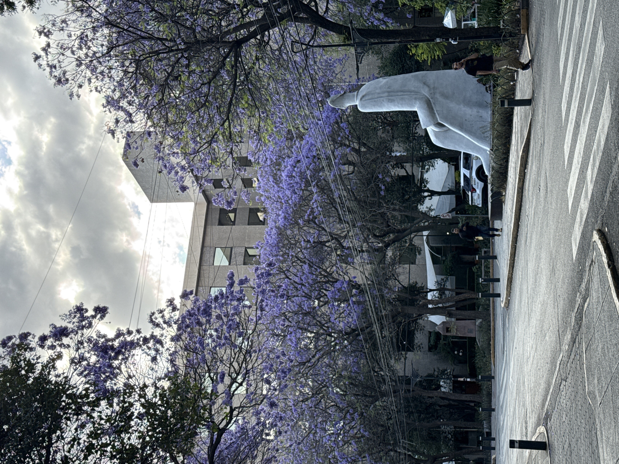 The image shows a street scene in Mexico City, Mexico, featuring jacaranda trees in bloom. A pedestrian walks along the sidewalk near a large, abstract white sculpture. A building with windows is visible in the background, partially obscured by the flowering trees and a cloudy sky. A crosswalk is in the foreground.