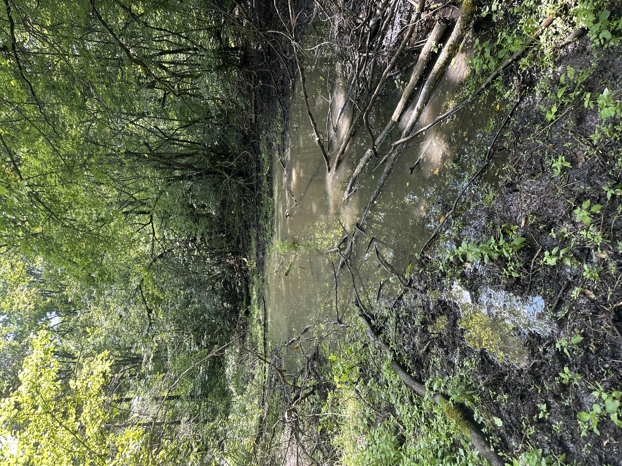 The image depicts a murky, shallow pond or swampy area in a wooded environment. The water is discolored and reflects the surrounding trees and sky. Numerous fallen branches and logs are submerged in or lying on the edges of the water. The ground around the pond is muddy and covered with dense green vegetation, including small plants and moss. The trees form a thick canopy overhead, with dappled sunlight filtering through the leaves, creating areas of light and shadow. The overall scene suggests a natural, wild setting, possibly a wetland or a forest clearing after a period of heavy rain or during a dry spell. There are no people or animals visible in the image.