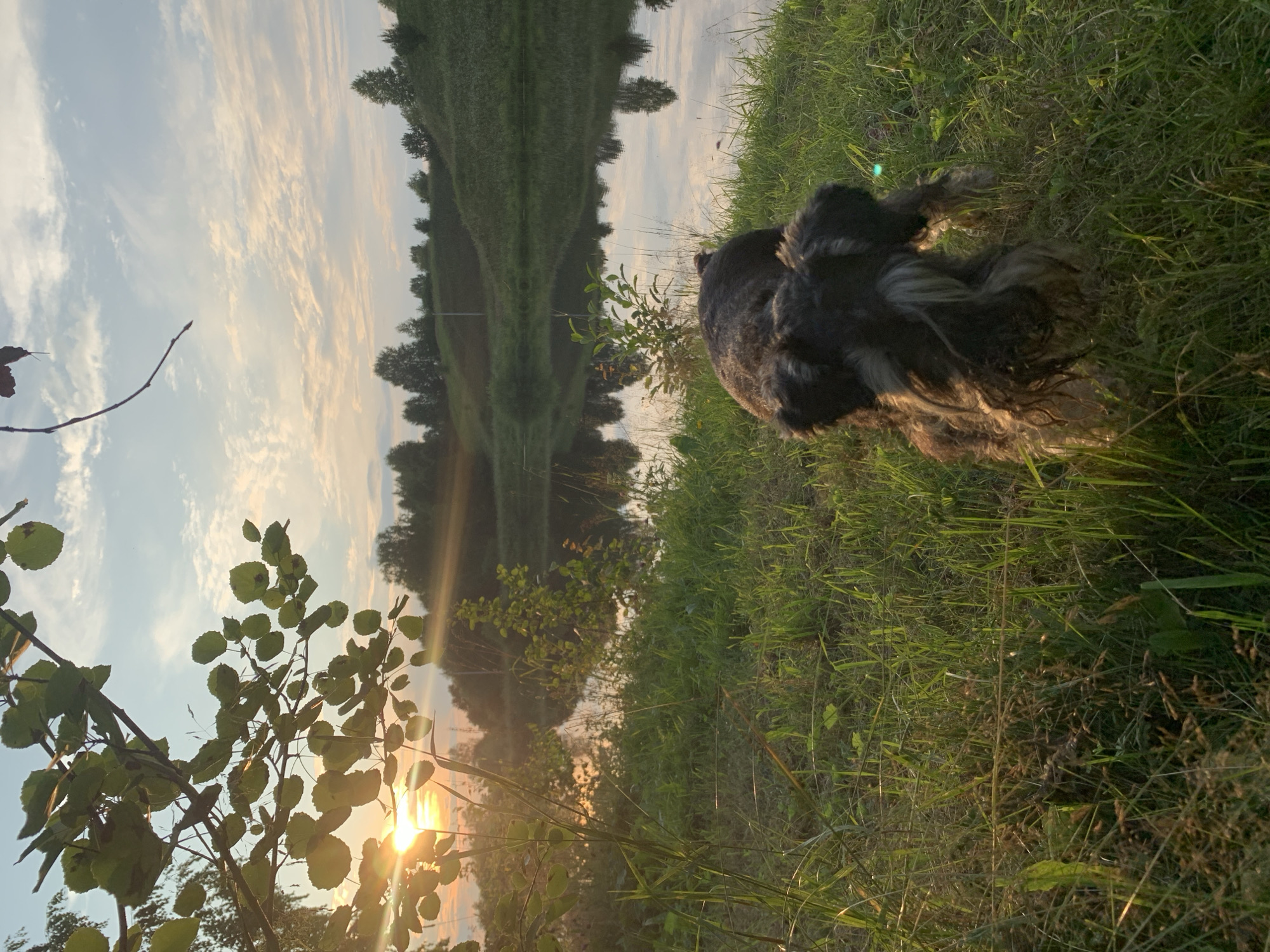 A medium shot captures a miniature schnauzer from behind, facing a body of water during sunset. The dog is standing in tall, green grass that is illuminated by the warm glow of the setting sun. The dog's shaggy, gray and brown fur is visible, with its back and tail angled towards the viewer. The background features a serene lake reflecting the sky, with rolling green hills and a line of trees in the distance. The sky is a soft blue, with wispy clouds tinted pink and orange by the sunset. Sunlight streams through the leaves of a tree branch in the upper left corner, creating a lens flare effect. The scene is set in a natural, rural environment.