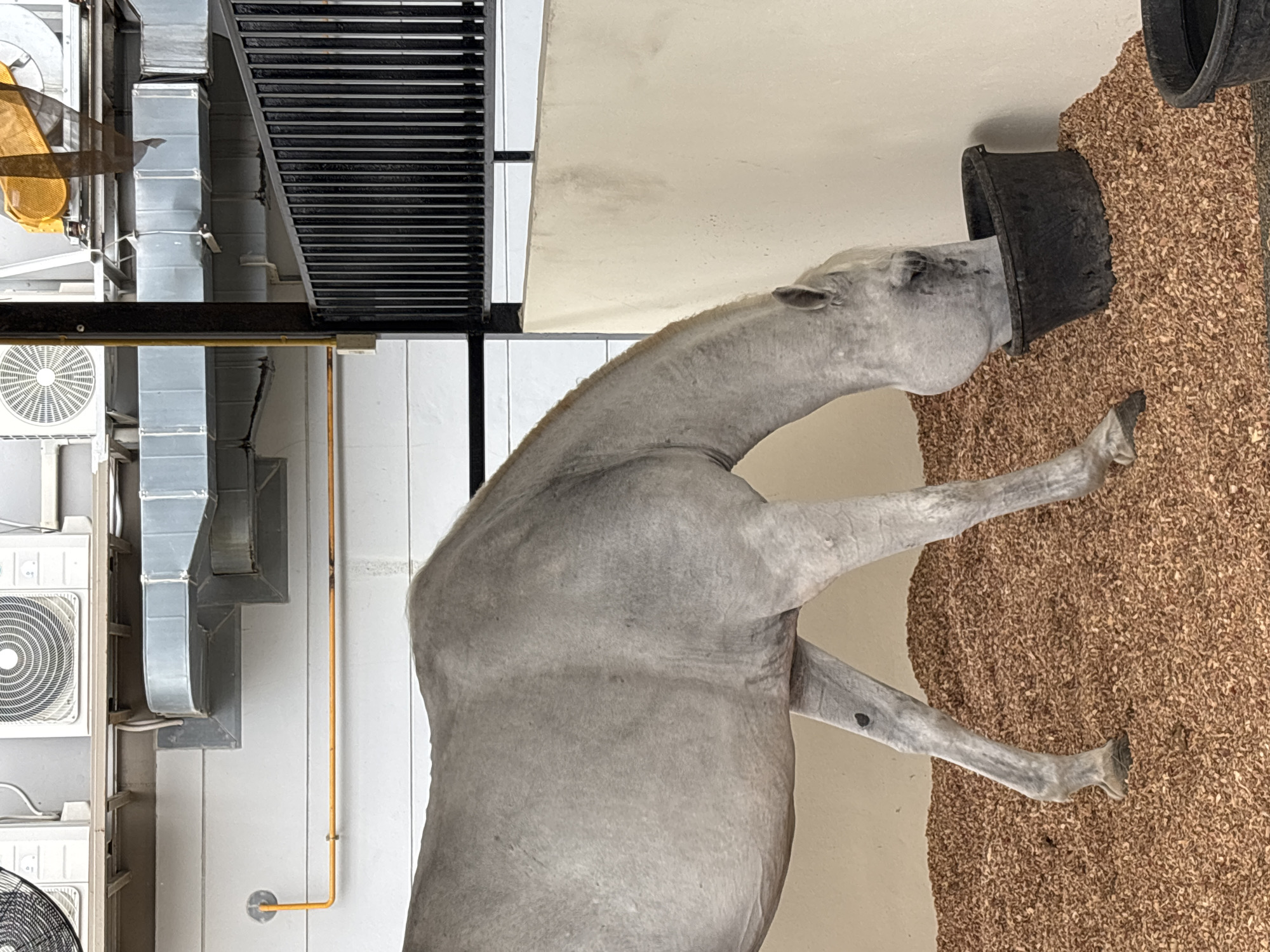 A gray horse is depicted with its head inside a black container, possibly feeding from it. The setting appears to be an indoor space, possibly a stable or barn in Choeng Thale, Thailand, given the request to identify the location. Background elements suggest an industrial or commercial structure with visible air conditioning units and ductwork.