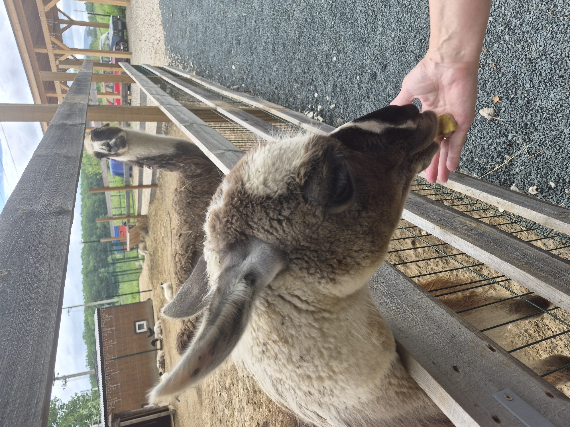 A person's hand is offering a piece of food to a llama at a petting zoo in Volzhskii, Russia. The llama's head is close to the fence, and its mouth is open, reaching for the food. In the background, another llama stands near a wooden fence. The environment appears to be an outdoor enclosure with sand and gravel on the ground. There are also some structures and trees visible in the distance.