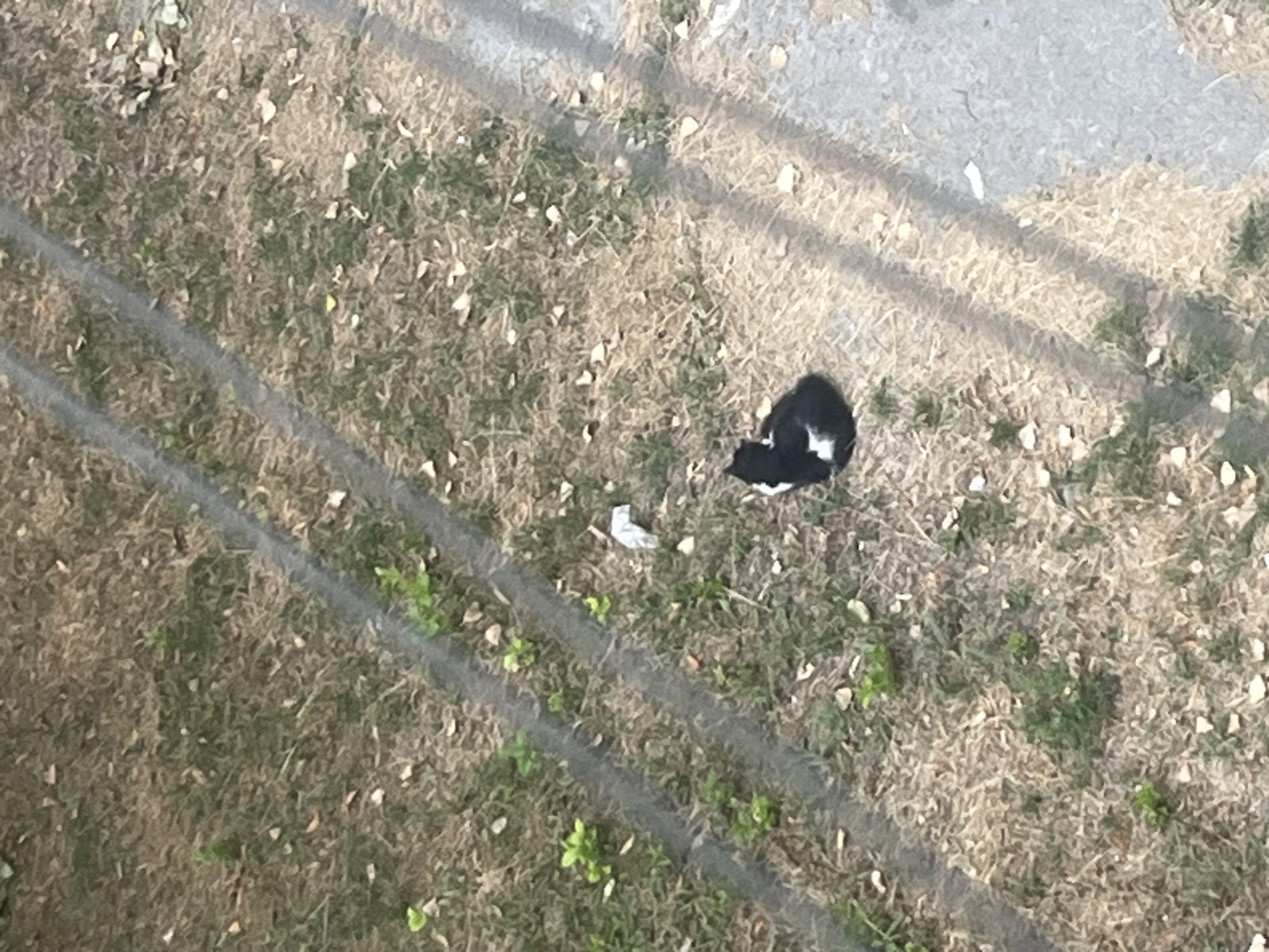 A black and white cat is lying on the ground in an outdoor area. The ground appears to be covered in dry grass and leaves, with some scattered green vegetation. There are two parallel, raised lines running diagonally across the scene, which could be part of a pathway or drainage system. A small, white piece of debris is visible to the left of the cat. The overall lighting suggests it is daytime. The location is identified as Rybnitsa, Moldova.