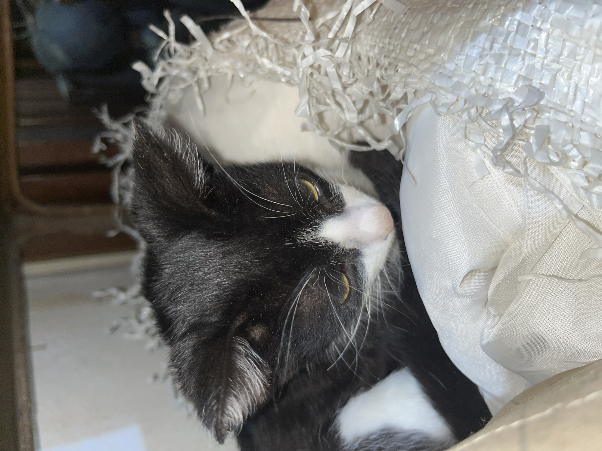 A black and white tuxedo cat is captured in a close-up, slightly tilted photograph, resting cozily amidst various white materials. The cat's head and upper body are prominent in the frame, with its black fur contrasting sharply with the white markings on its muzzle, chin, and chest. Bright yellow eyes, partially open, gaze upwards and to the right, suggesting a moment of sleepy alertness or relaxation. Long white whiskers fan out from its snout.
The cat is nestled into soft, plush white fabric on its right side, which appears to be part of a cushion or bedding. Above and behind the cat's head, there's a textured white material, resembling shredded plastic strips or decorative filler, adding to the soft, enveloping environment. The background on the left is dark and blurred, hinting at an indoor setting with indistinct shapes and a subtle brown, possibly wooden, surface in the lower left corner. The overall scene conveys a sense of comfort and tranquility. There is no visible text in the image. This domestic scene is set in Tinaquillo, Venezuela.
