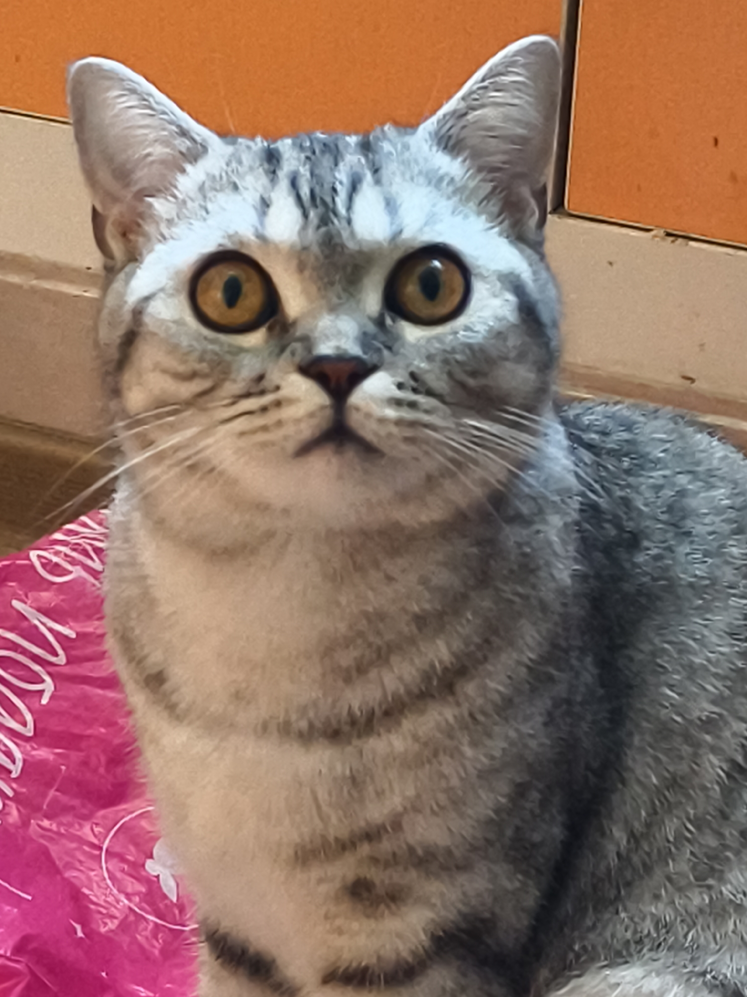 A close-up, eye-level shot captures the face of a gray tabby cat with striking amber eyes. The cat's fur is a blend of silver, white, and dark gray stripes, particularly prominent on its forehead and cheeks. Its ears are pointed and alert, and its whiskers are long and white. The cat is positioned in the foreground, looking directly at the camera with an inquisitive expression. Behind the cat, a bright orange, textured surface forms the background, suggesting an indoor setting. The lower portion of the image reveals a crinkled pink surface with white lettering and a decorative white outline, possibly a bag or wrapping paper, partially obscuring the cat's body. The lighting is even, highlighting the details of the cat's features and fur texture.