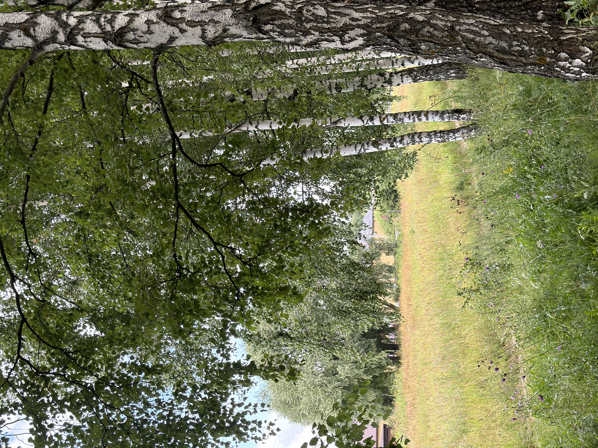 A low-angle, full outdoor shot captures a line of birch trees to the right of the frame. Their white bark, marked with dark, irregular patches, contrasts with the lush green foliage overhead. The trees stand in front of a gently sloping meadow, filled with tall, golden-brown grasses and scattered green plants, some with small purple flowers. In the distance, a cluster of mature green trees forms a backdrop. To the far left, a corner of a house with a brown roof is partially visible. The sky above the meadow is a hazy blue with white clouds. The image appears to be taken on an overcast day.